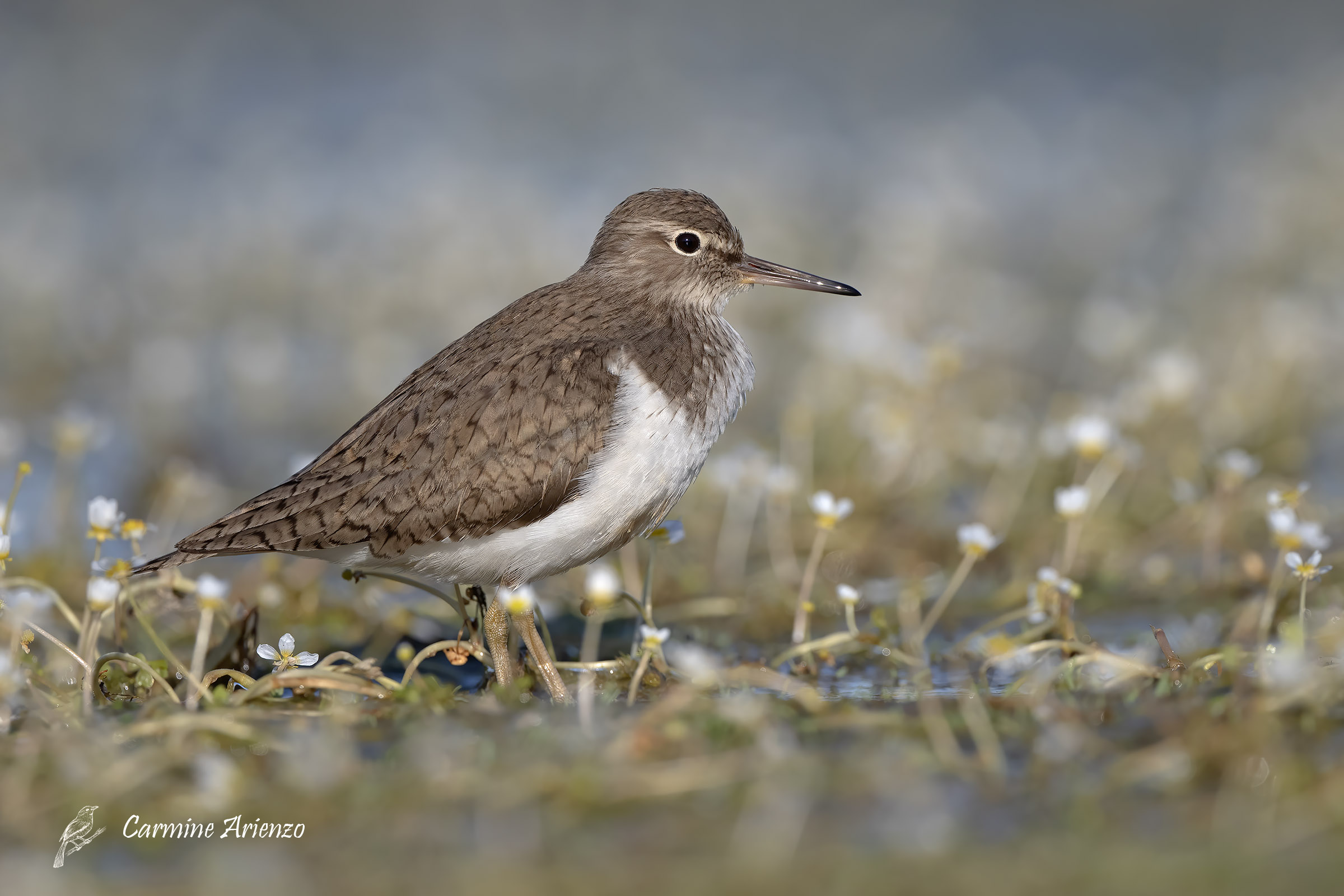 Piro Piro piccolo - actitis hypoleucos