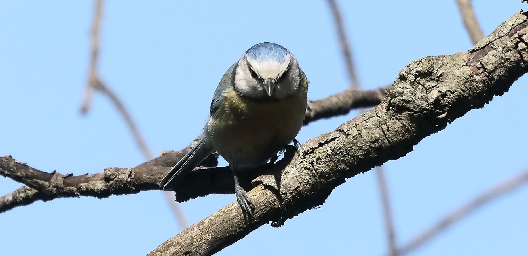 Cinciarella 10-04-2022