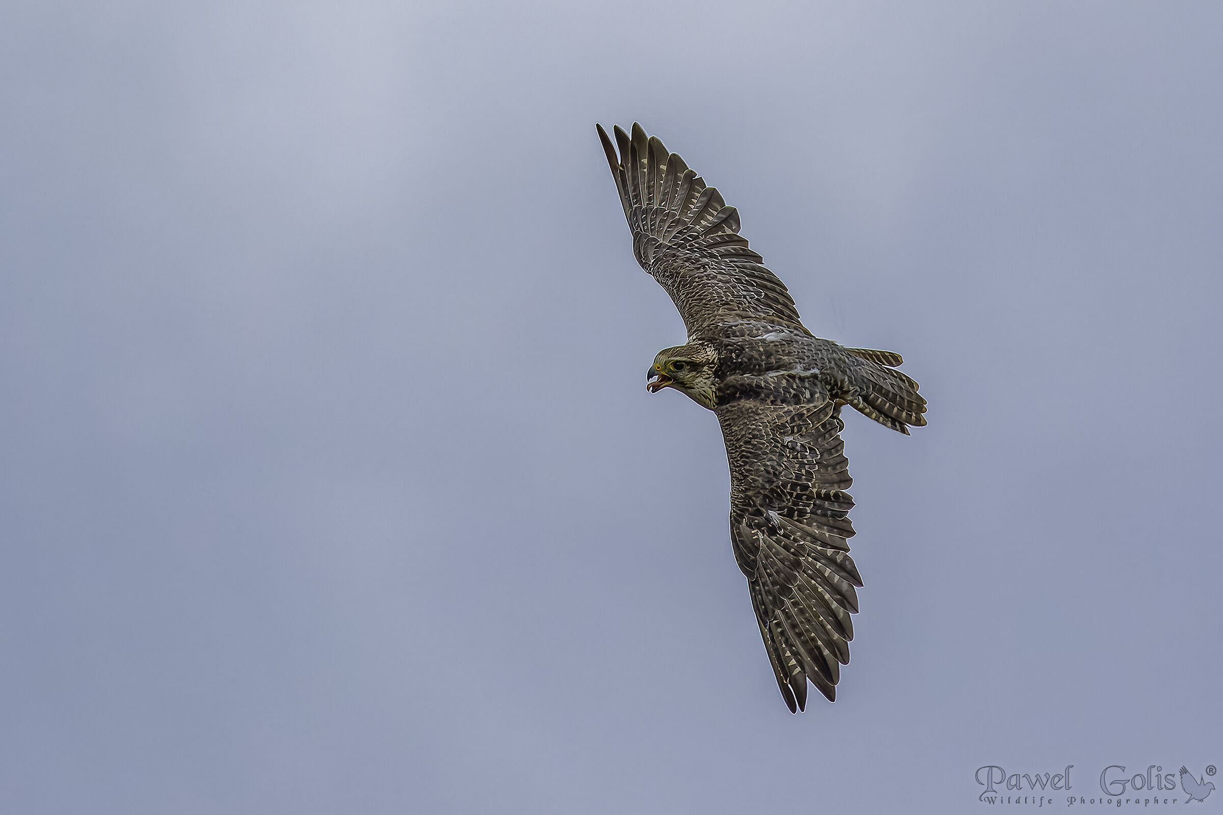 Lanner Falcon (Falco biarmicus)