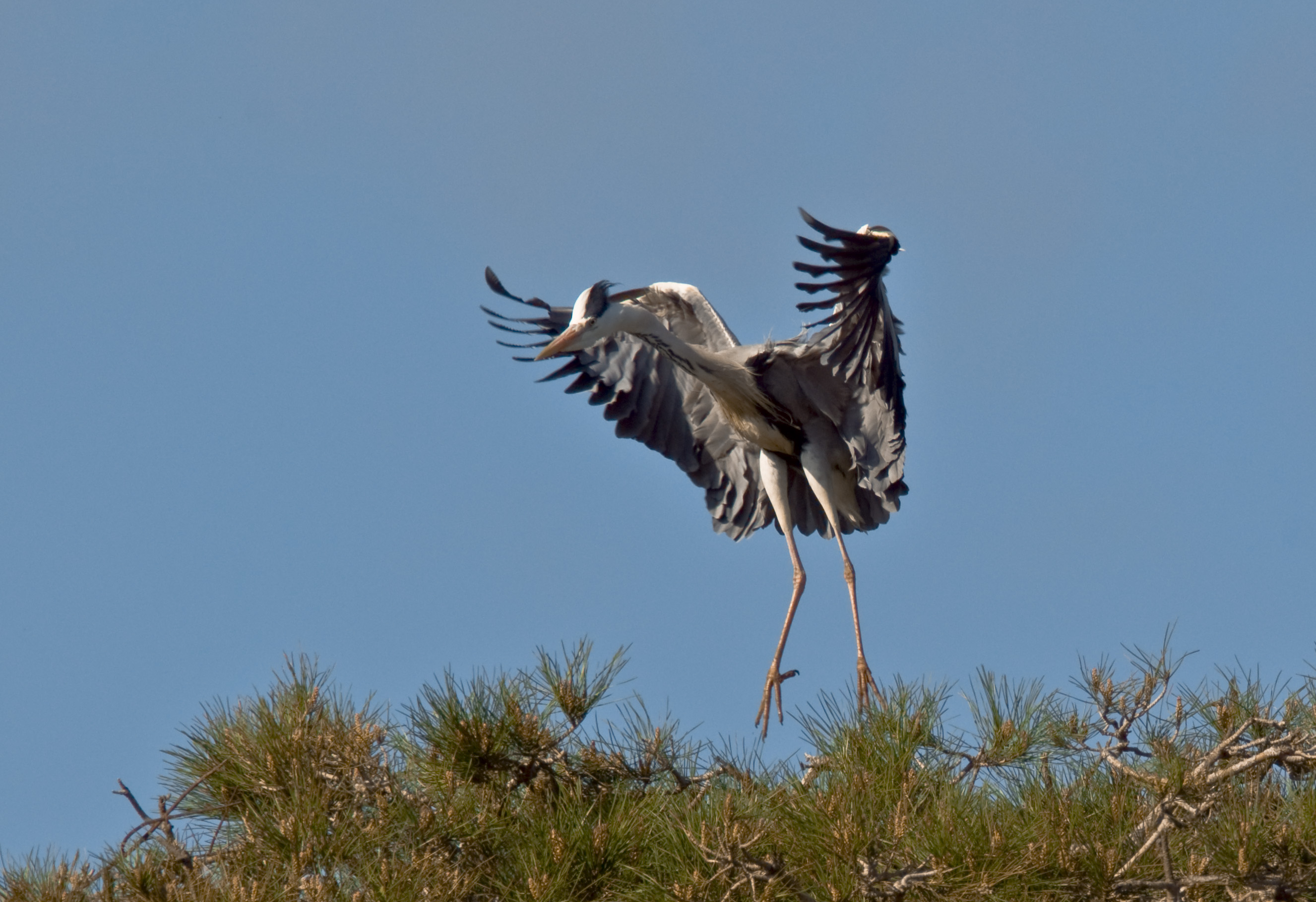 Grey Heron in flight