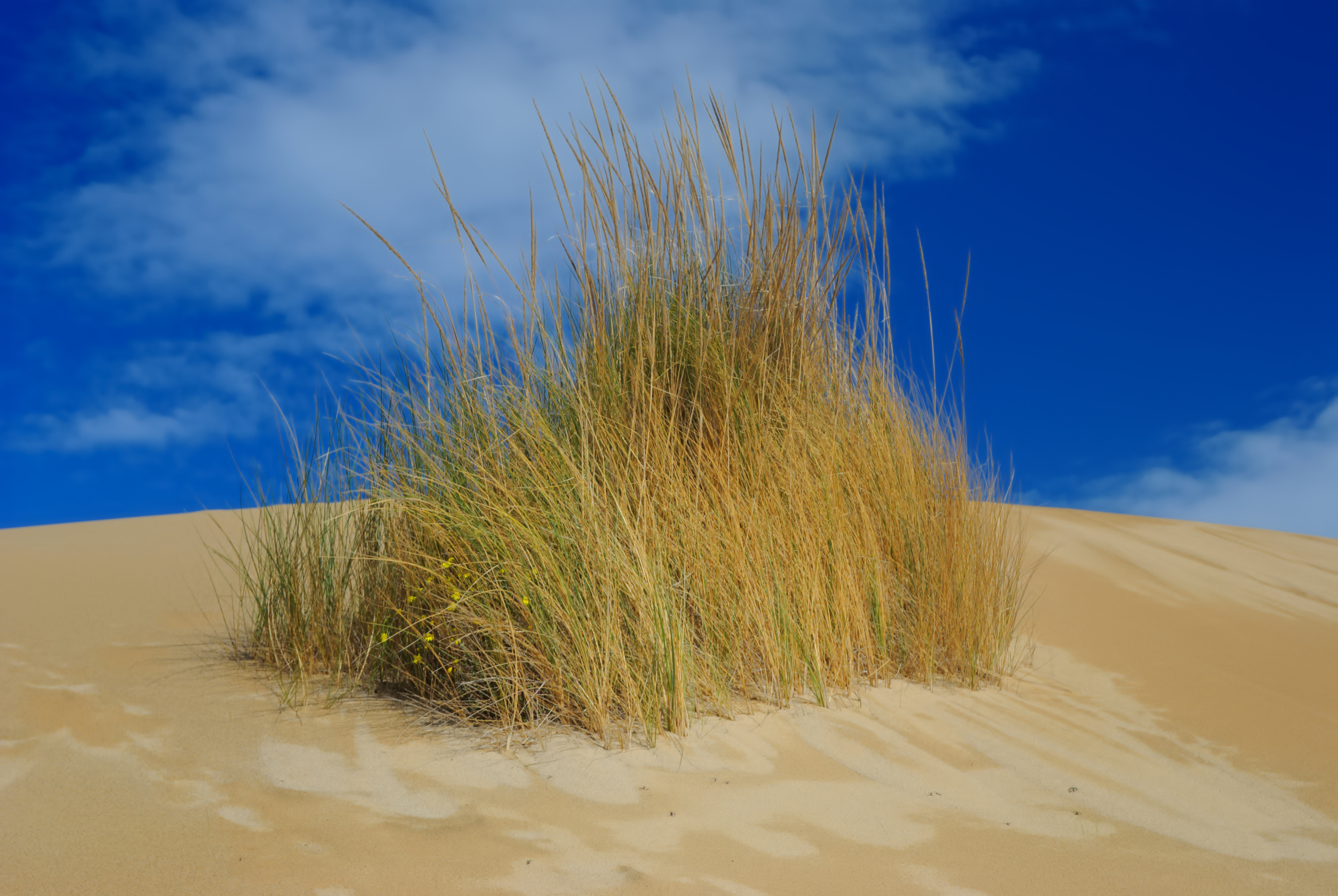 Dunes of Piscinas - Arbus