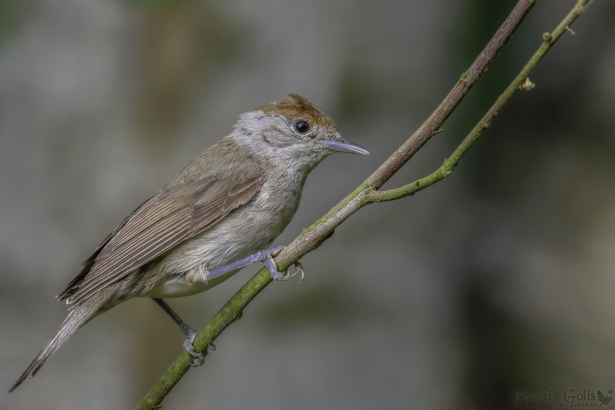 Capinera eurasiatica v2 (Sylvia atricapilla)