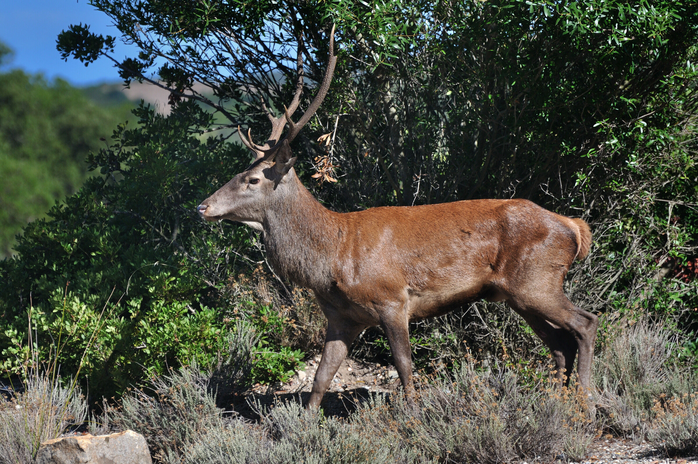 Sardinian deer