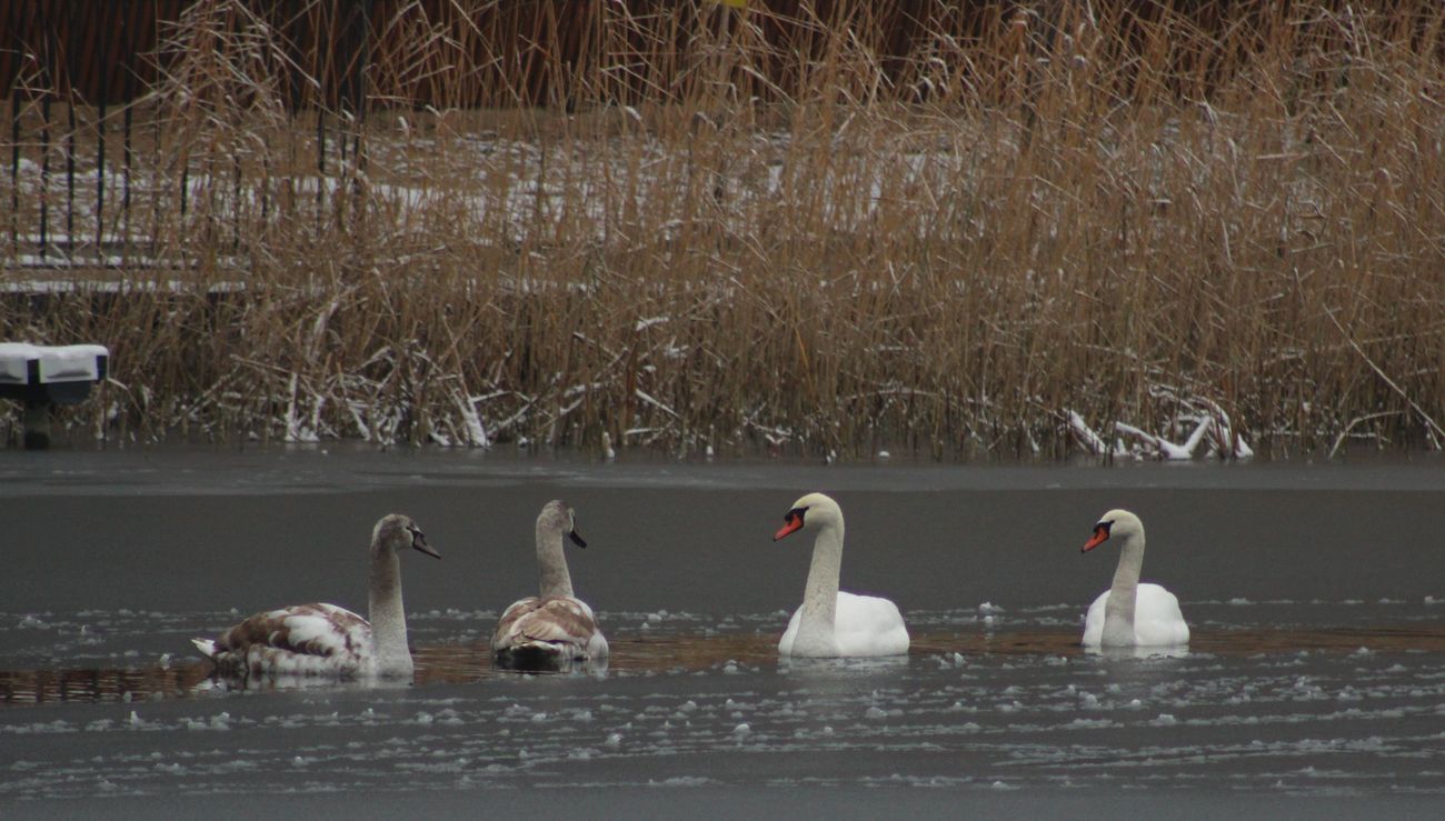 Poland, Lodz, Arturowek