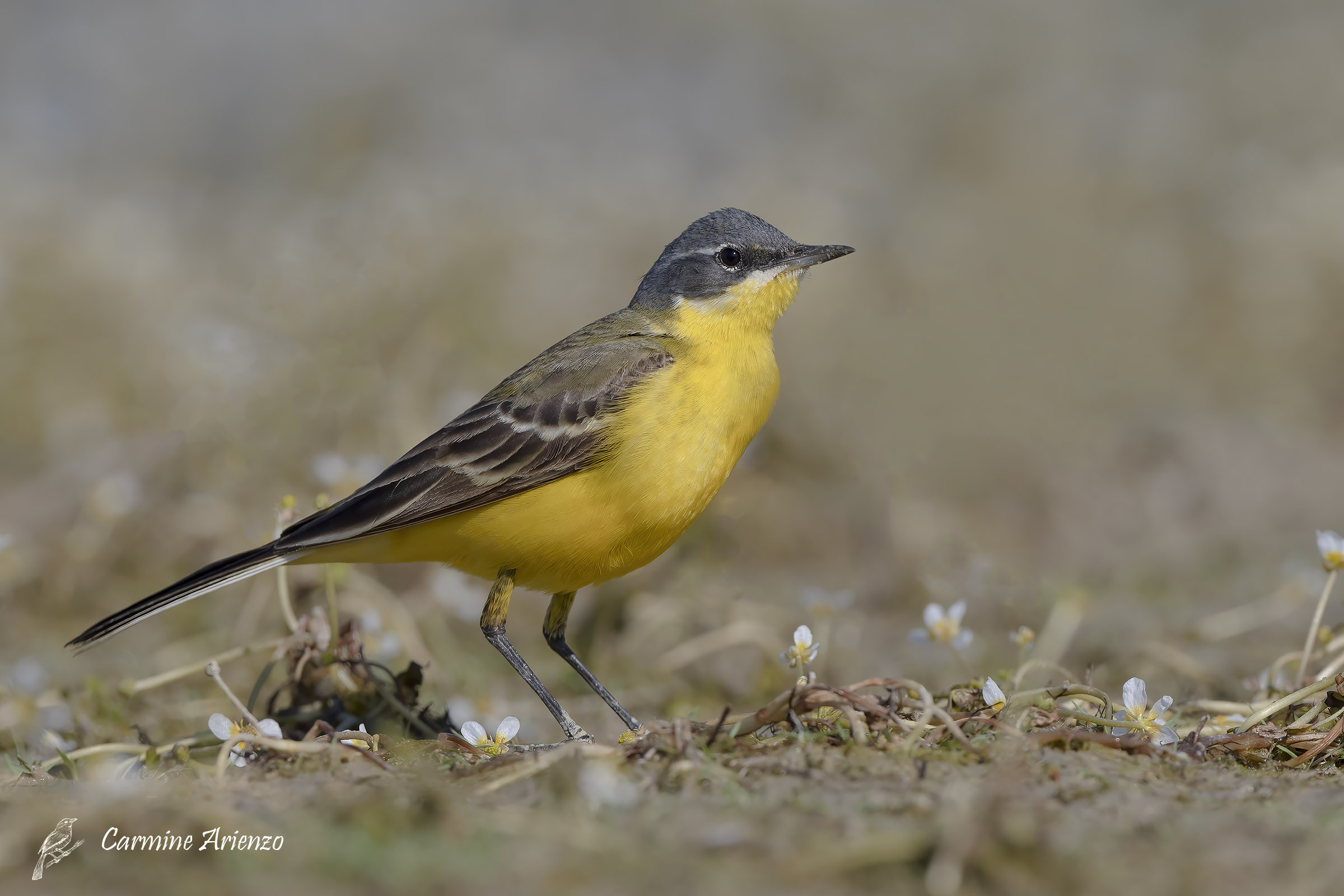 Cutrettola -  (Motacilla flava)