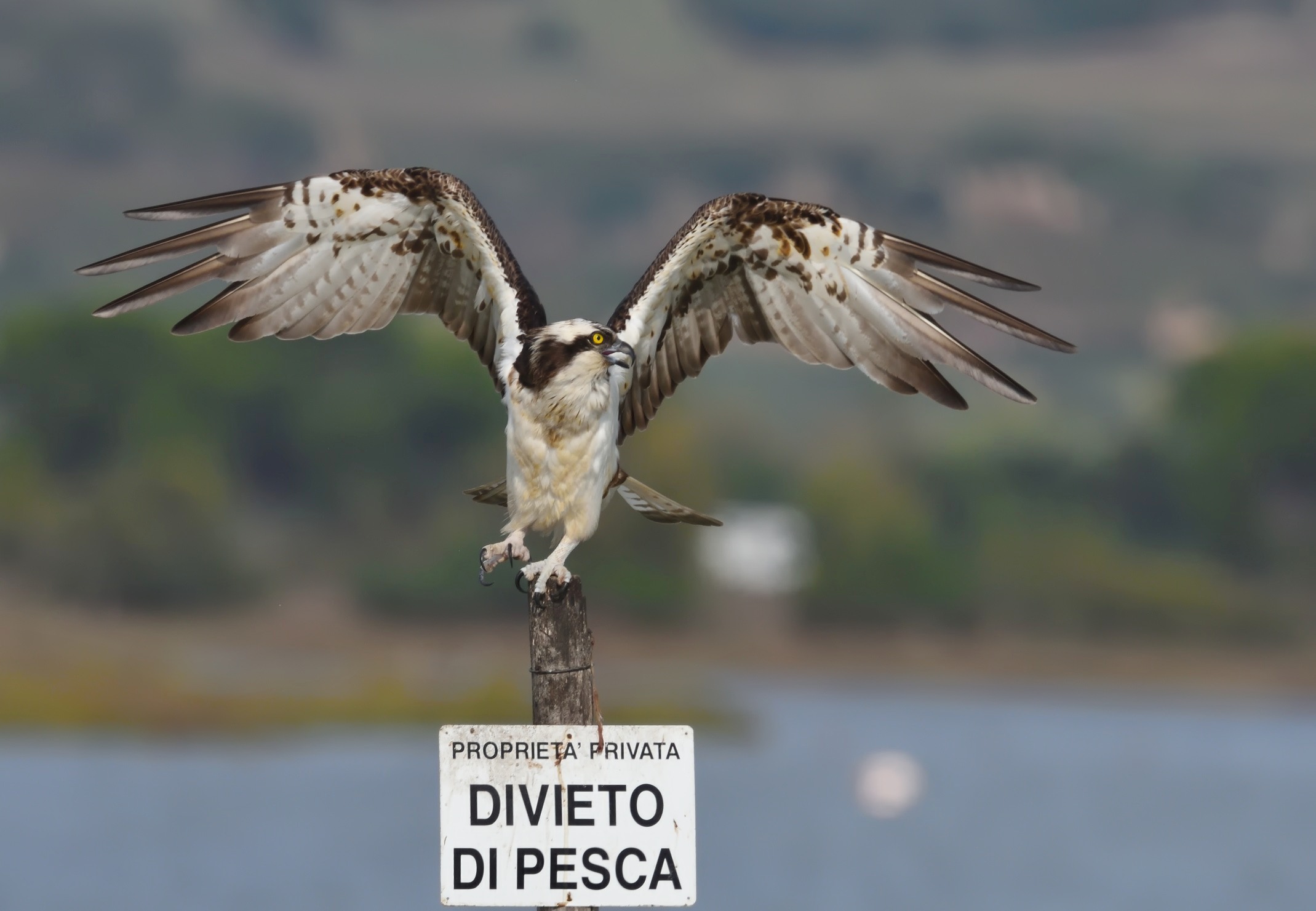 Osprey