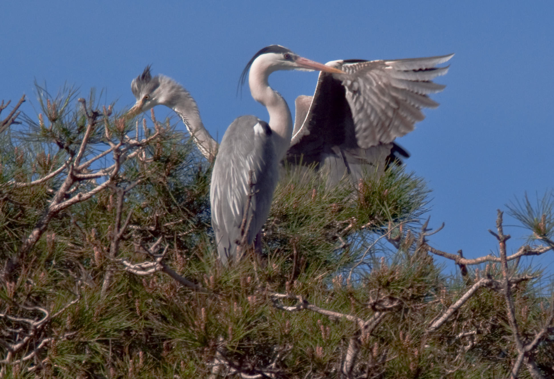 Greys herons to nest
