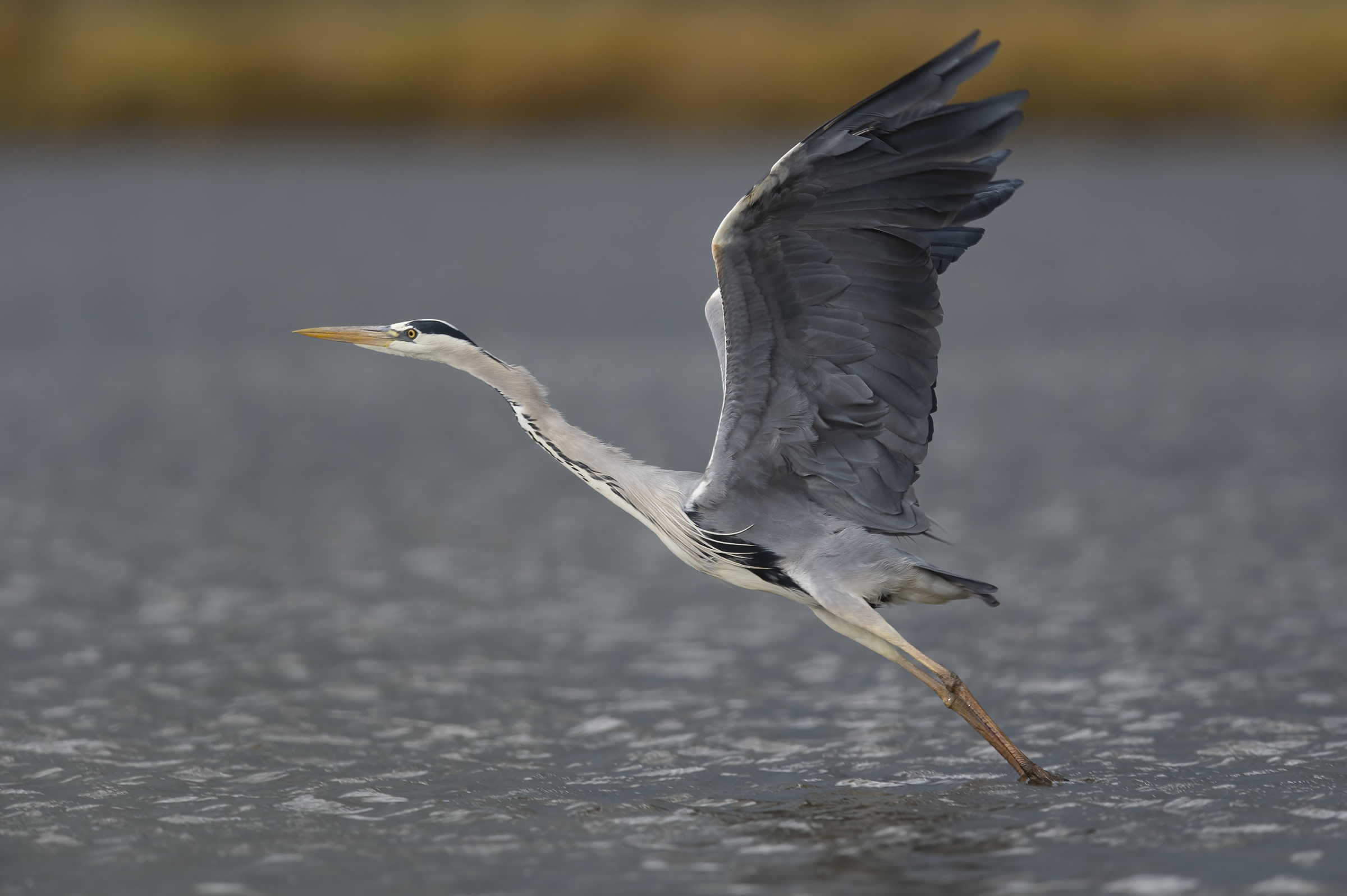 Airone cenerino (Ardea cinerea)