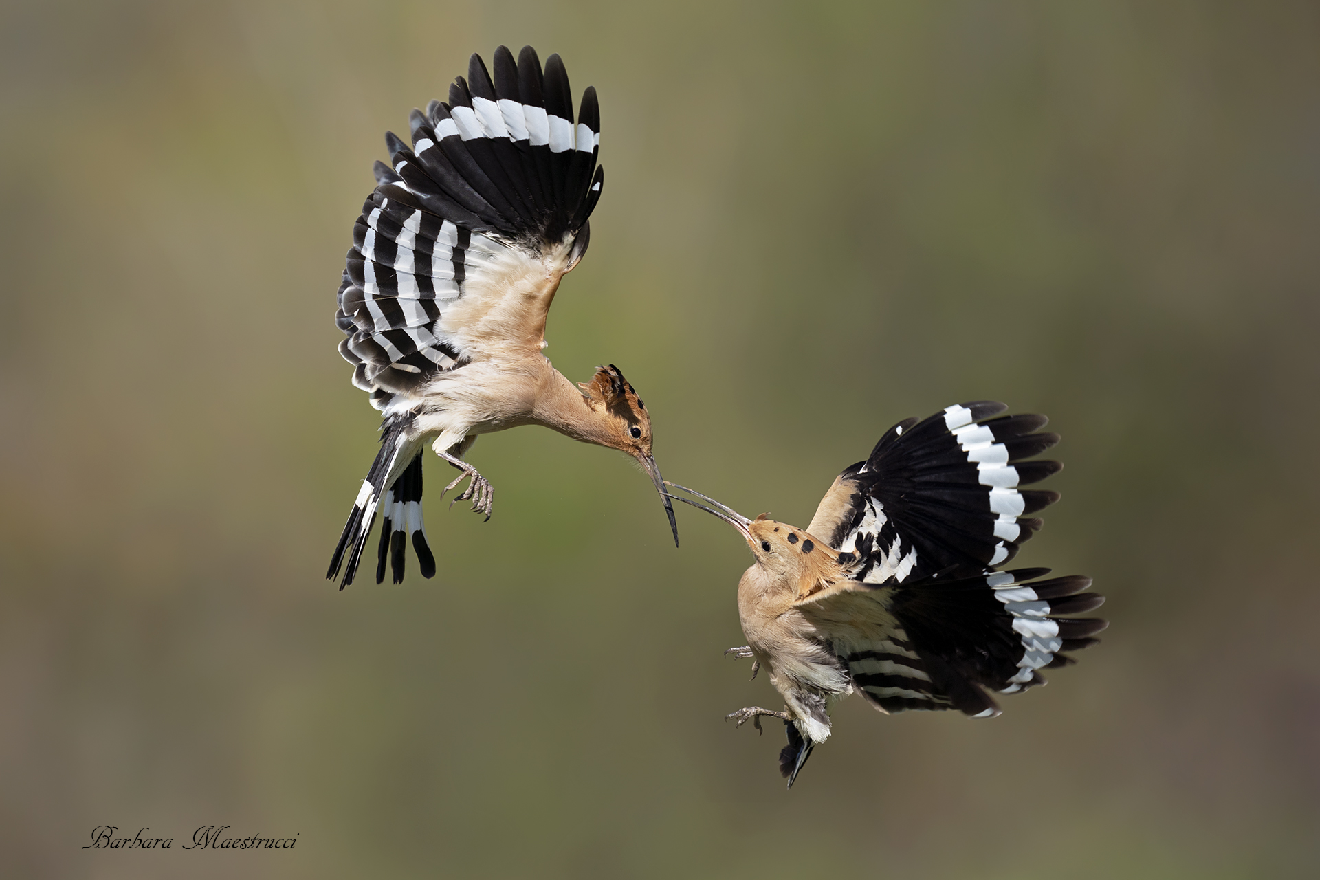 Liti tra pretendenti