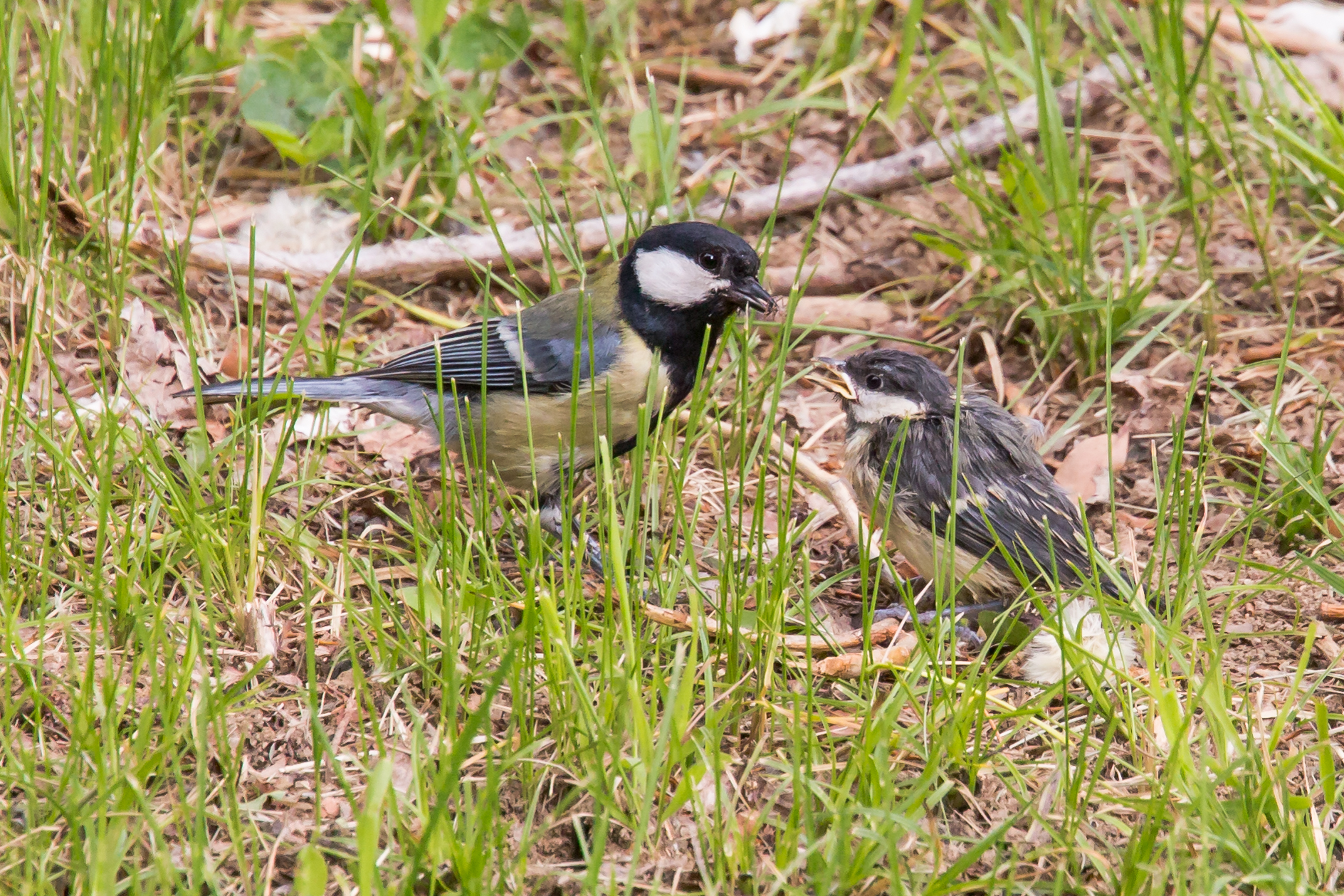 Cinciallegra e pullo