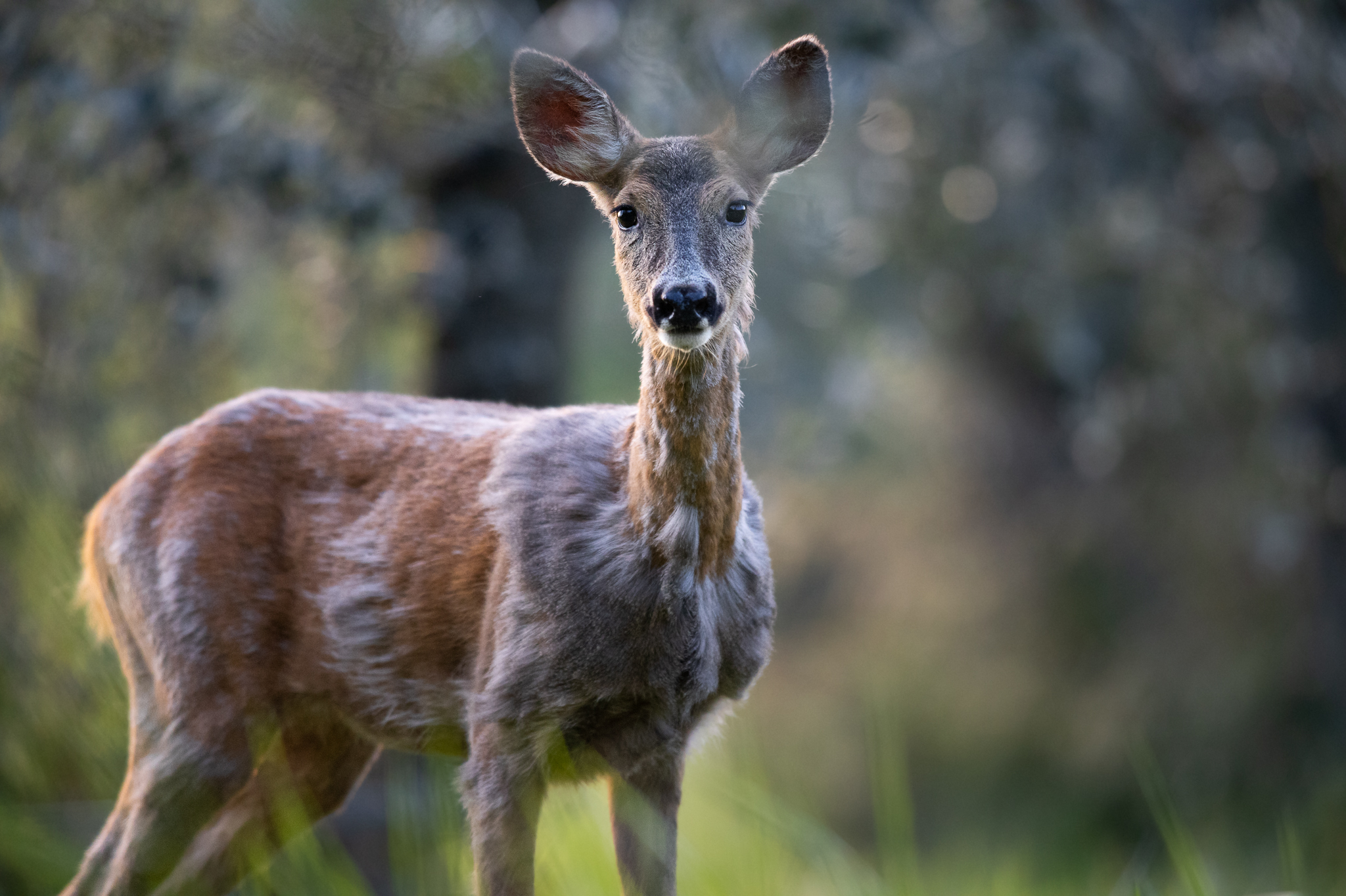 Roe deer (American plan)