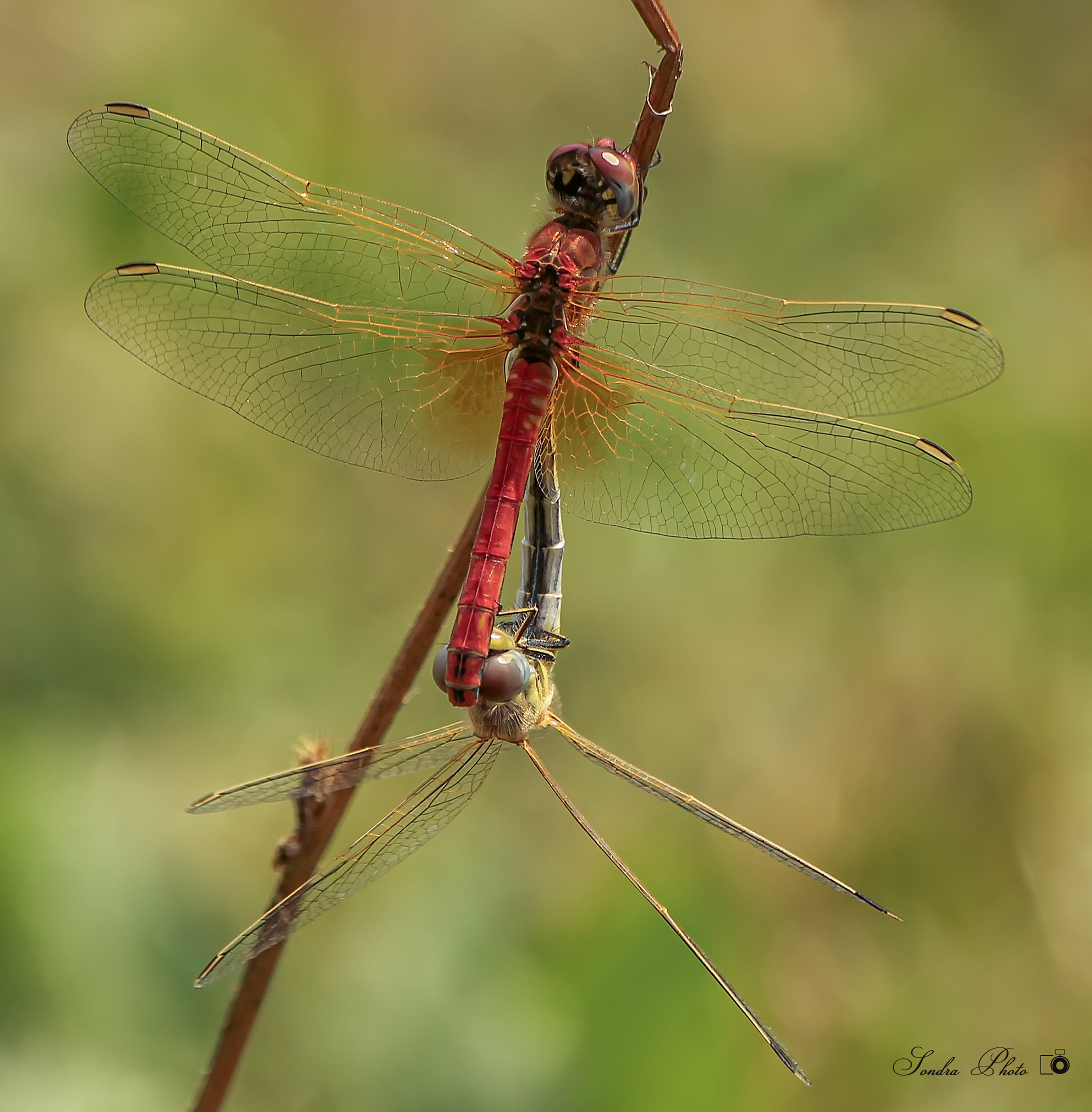 dragonflies in mating