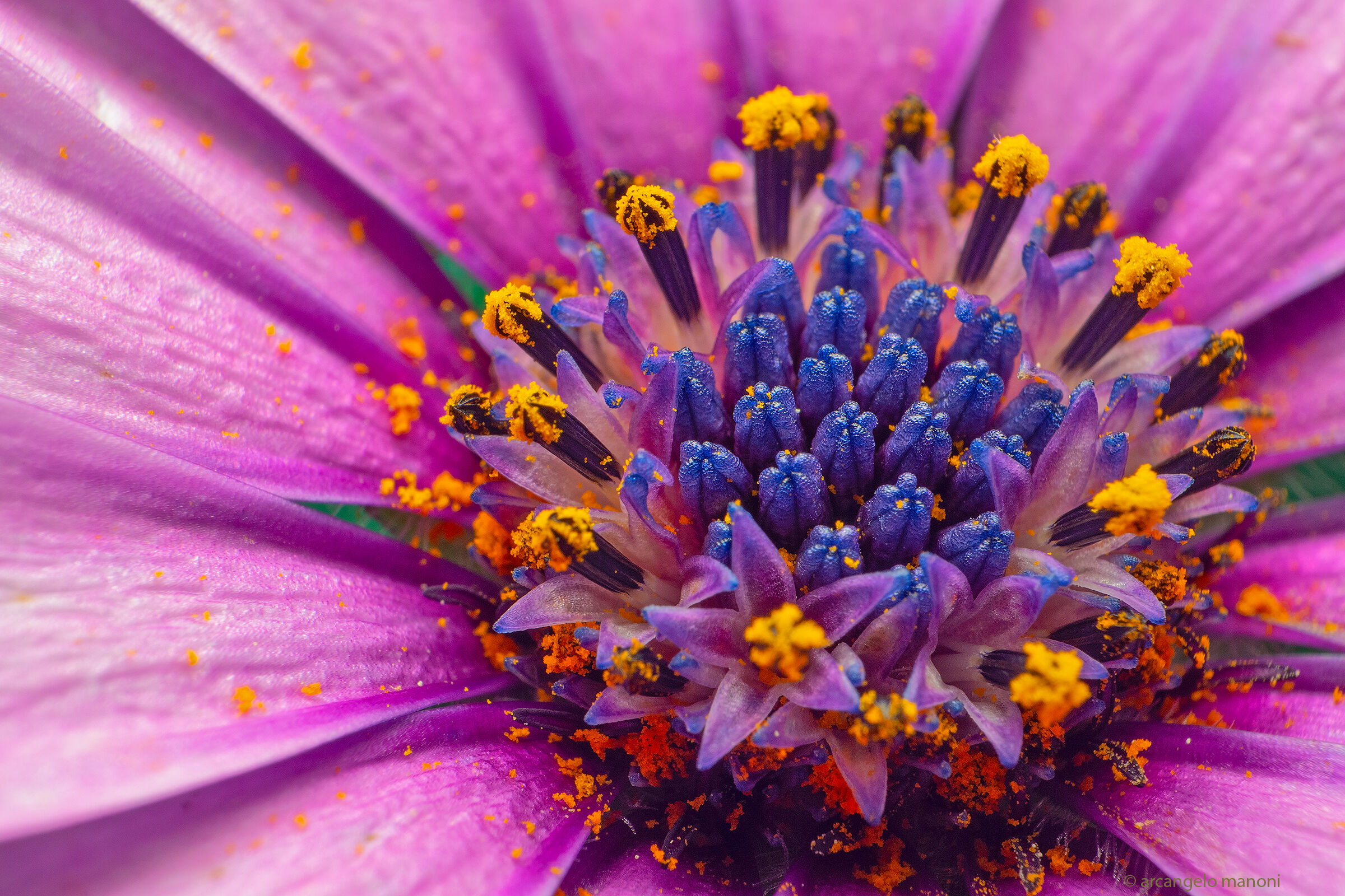 Jewelry on the flower
