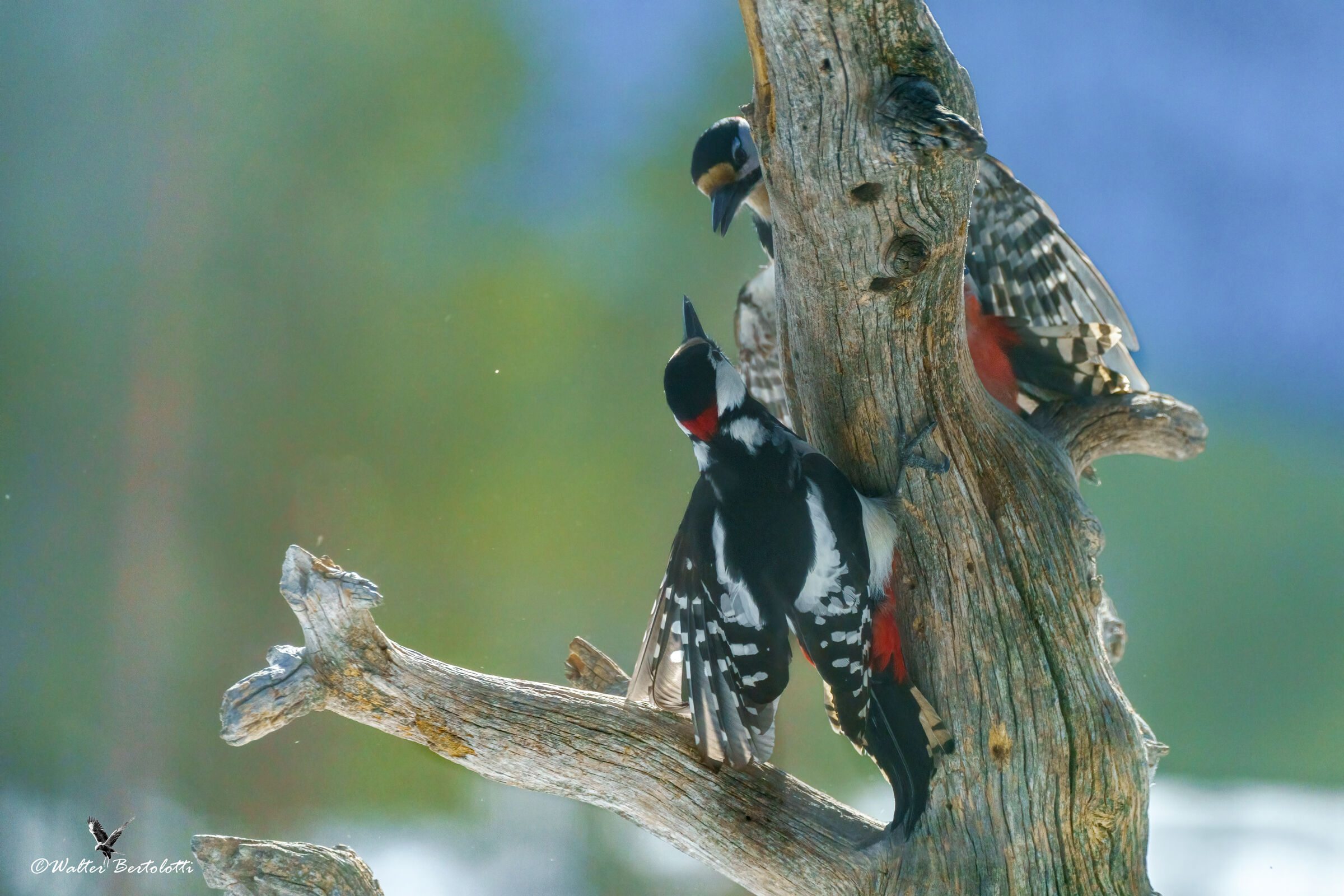 guarda che ti picchio!
