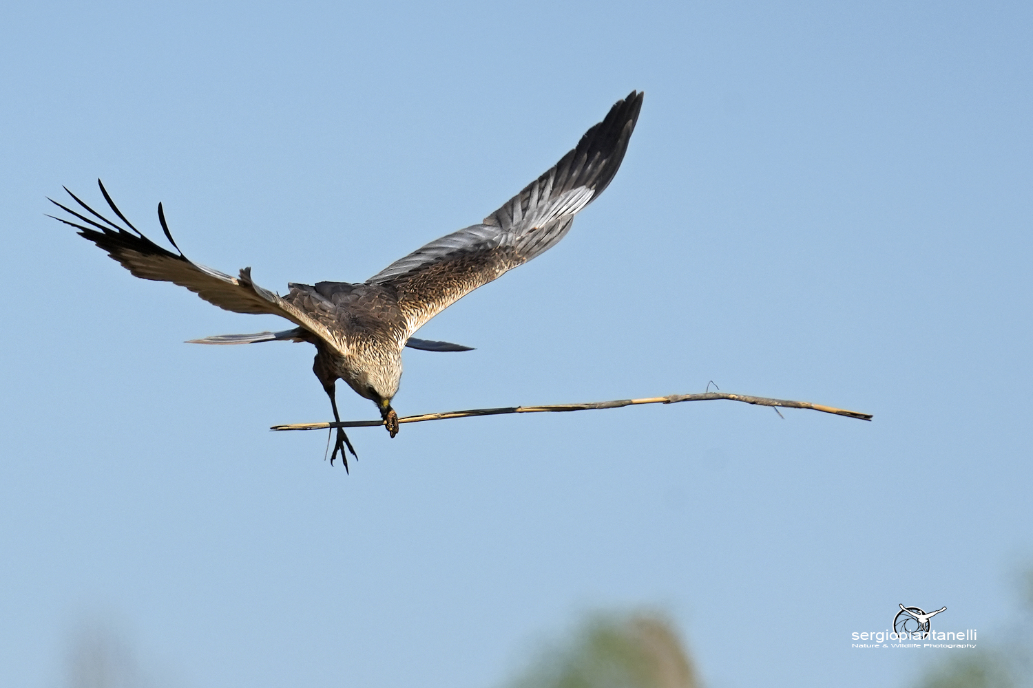 Marsh falcon