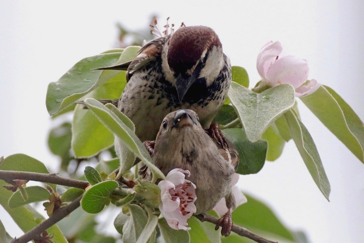 A primavera sboccia l'amor