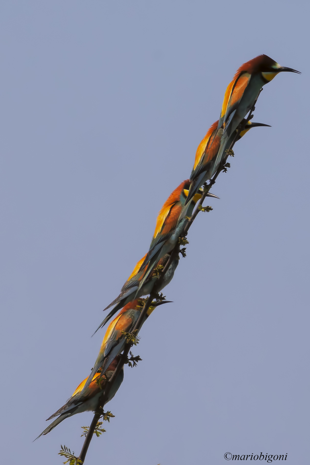 bee-eaters