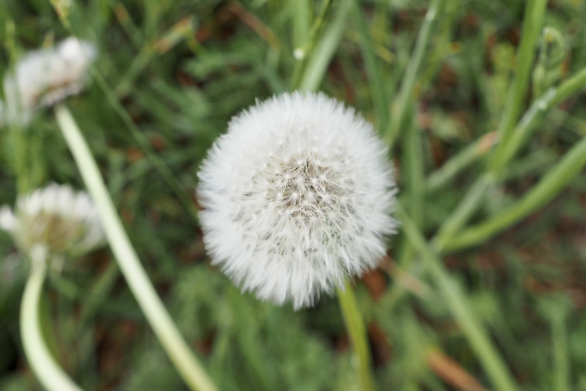 Soffia e…