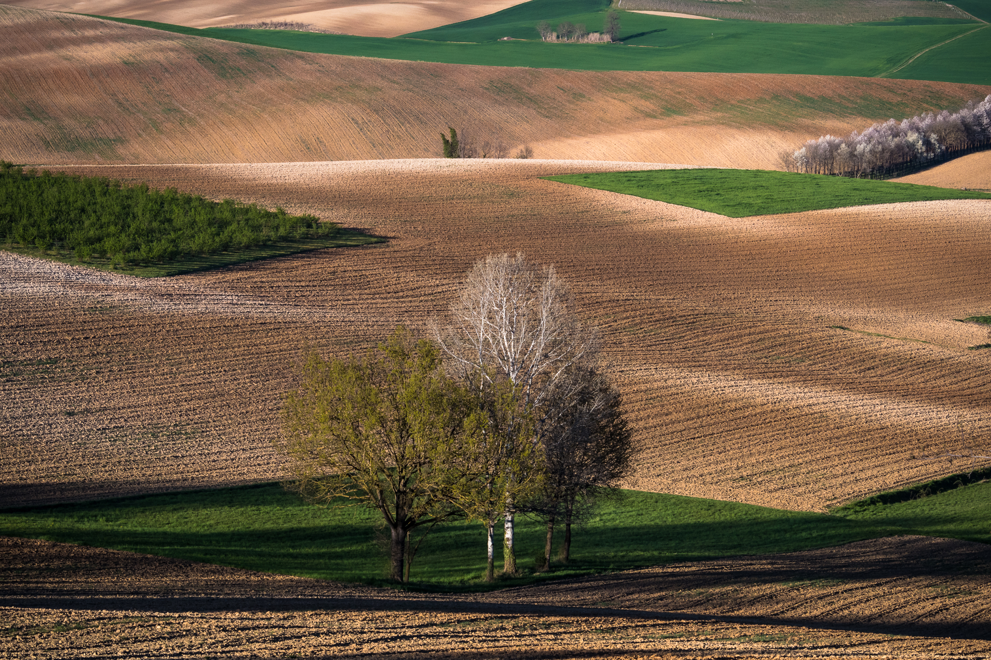 Primavera nel Monferrato