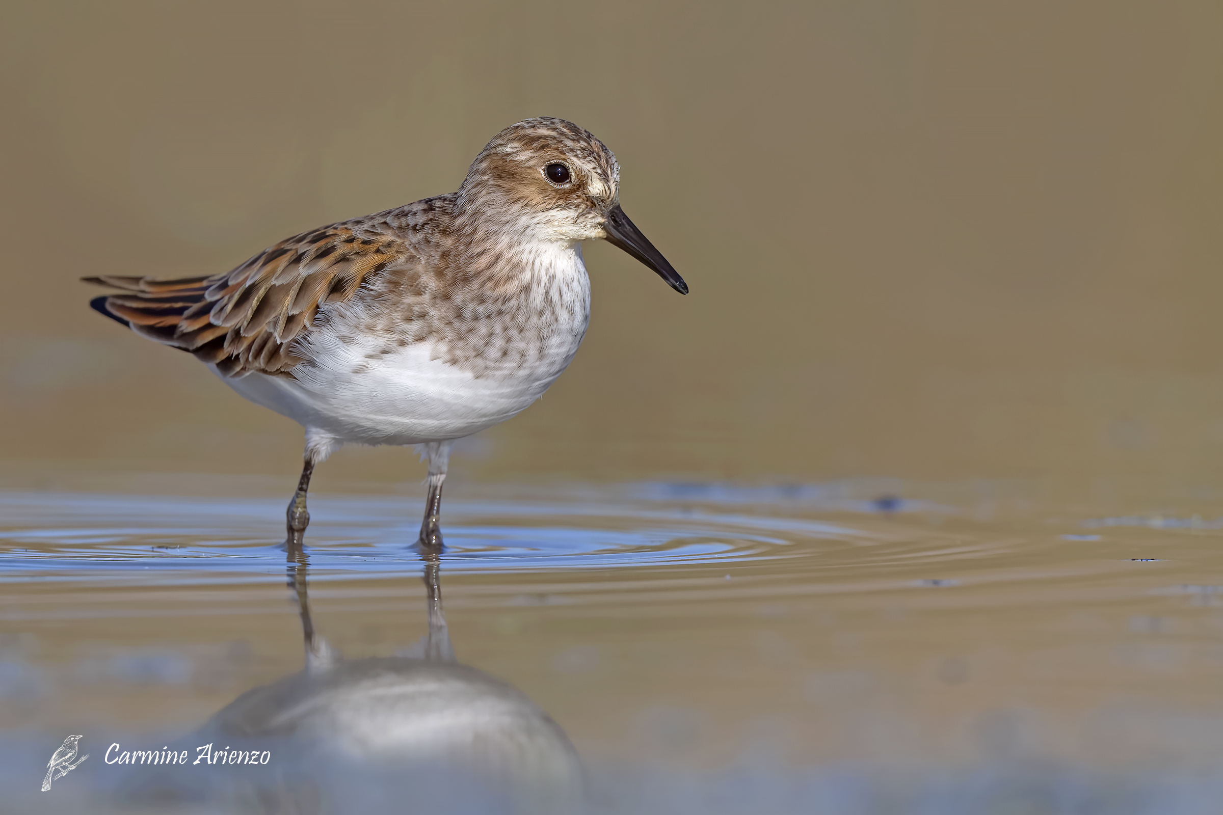 Gambecchio - Calidris minuta