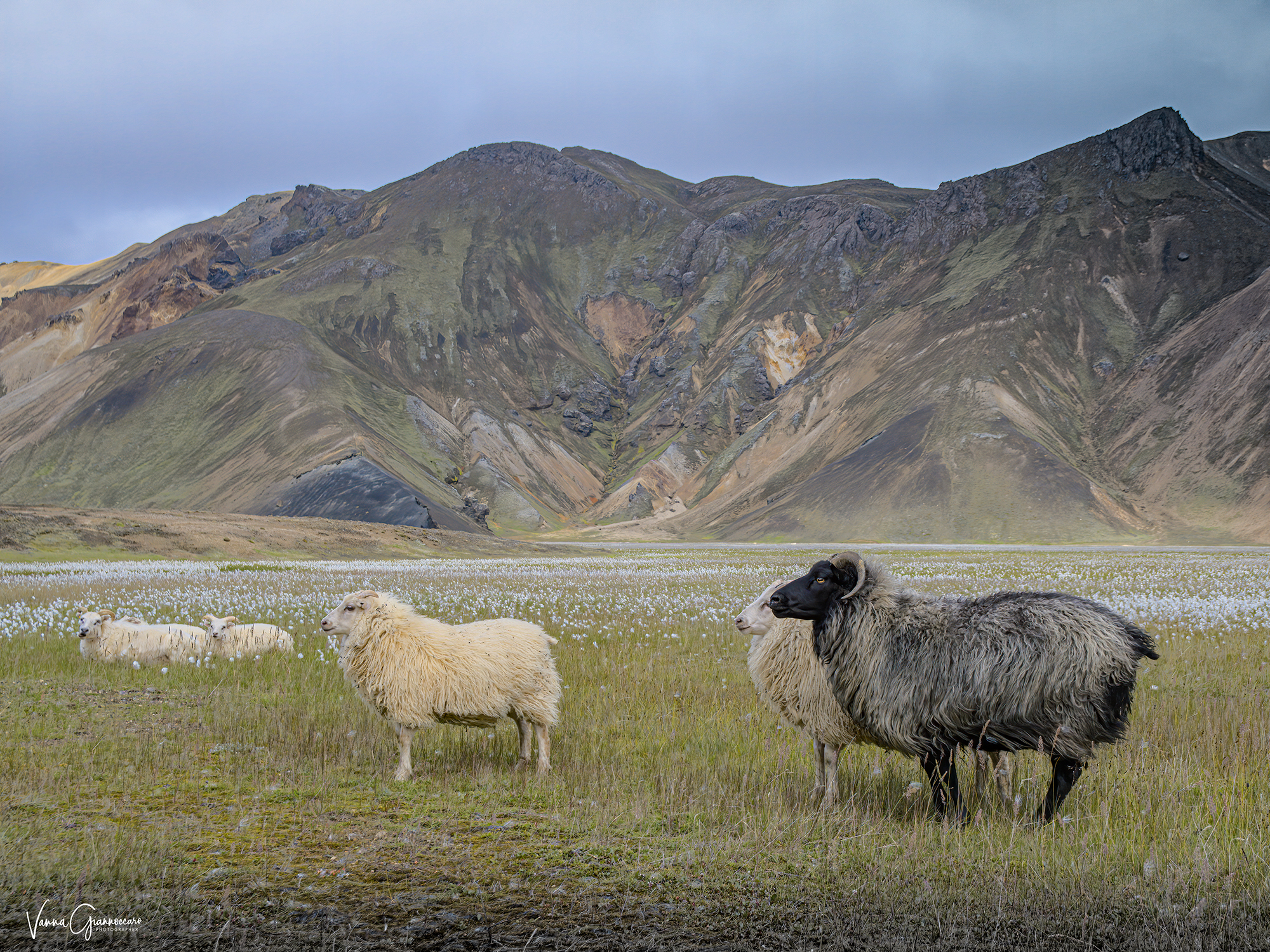 landmannalaugar montagne colorate
