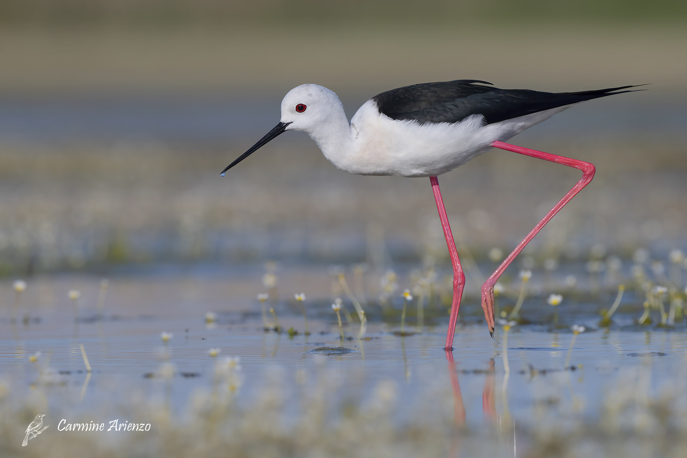 Cavaliere d'Italia - Himantopus himantopus -