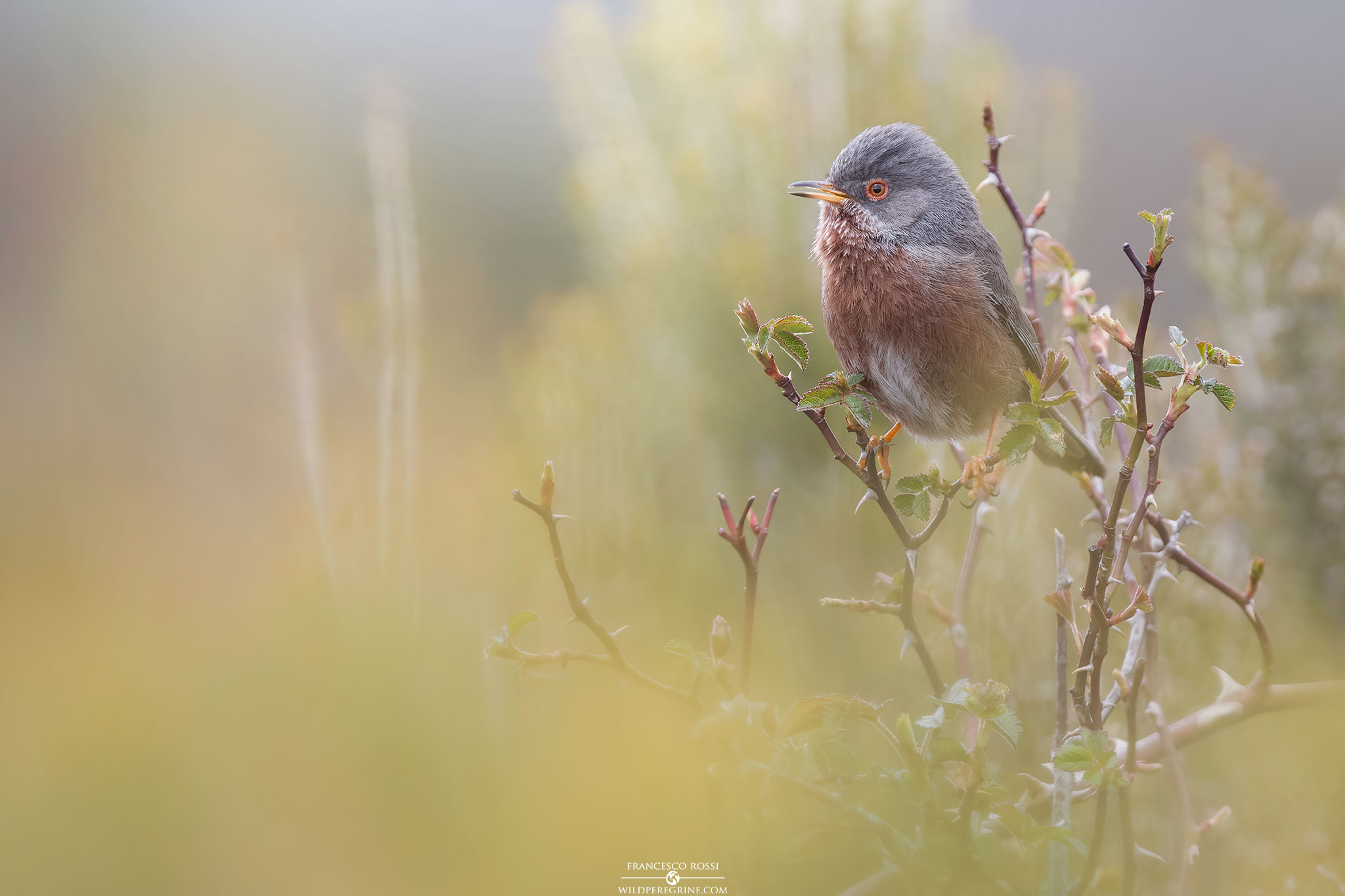 Magnanina (Sylvia undata)