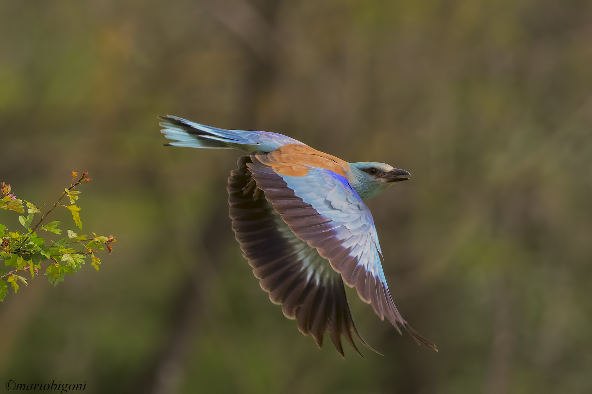 sea jay