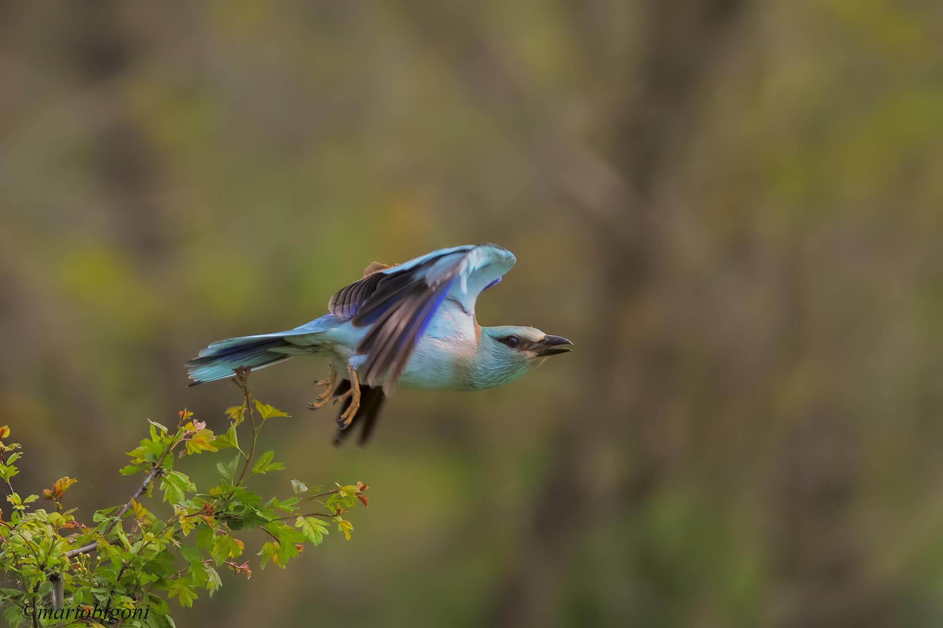 sea jay