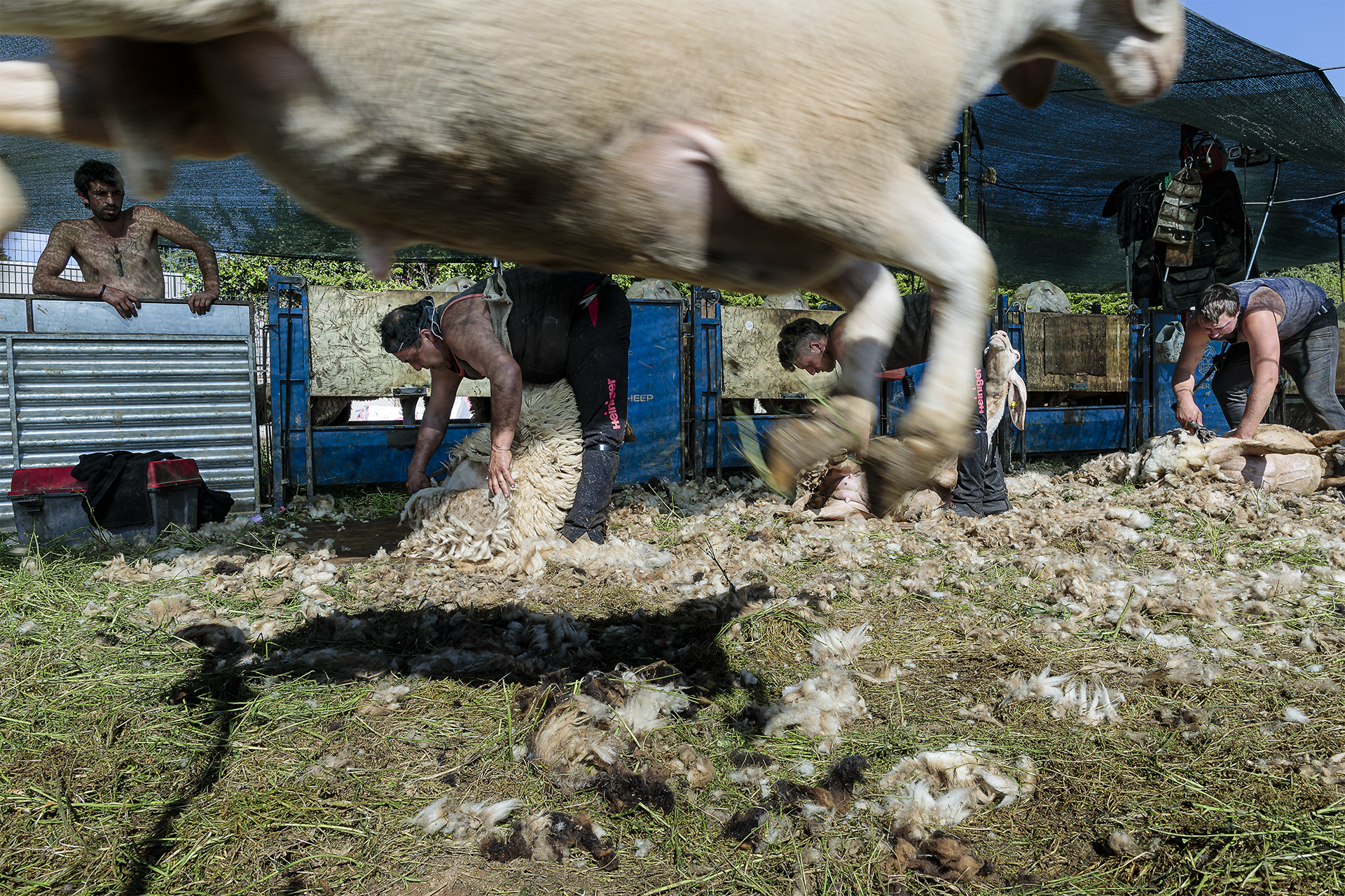 Tosatura gregge Galbusera Brianza 2022