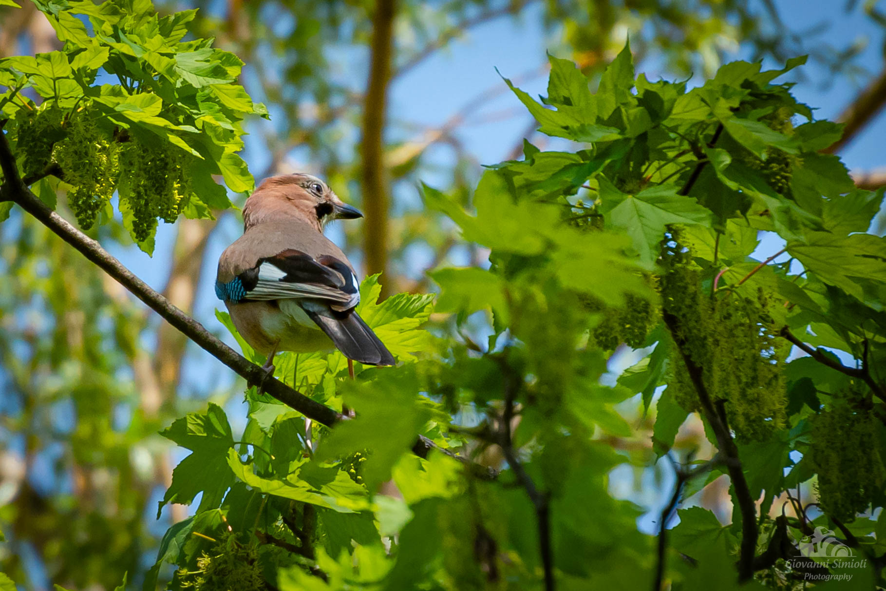 Ghiandaia al Parco delle Risorgive a Codroipo (ud)