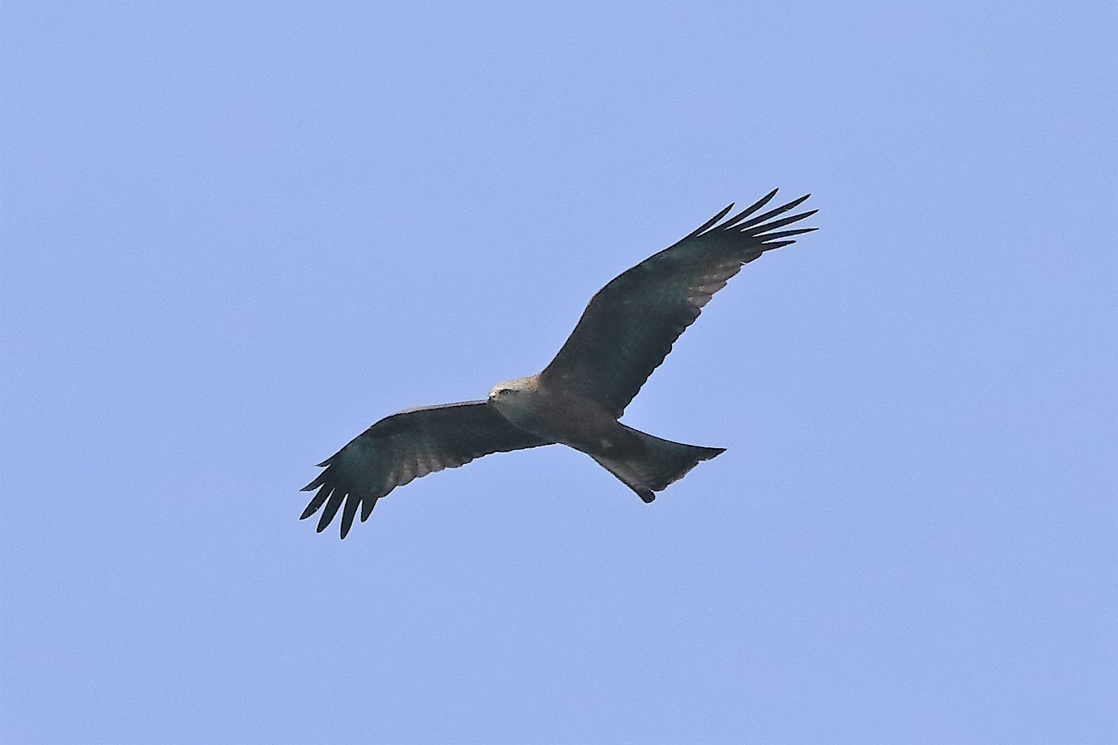 Nibbio bruno 19-04-2022