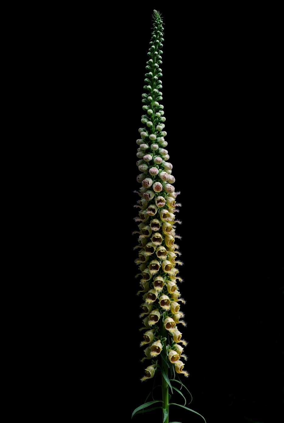 Infiorescenza (Digitalis ferruginea)