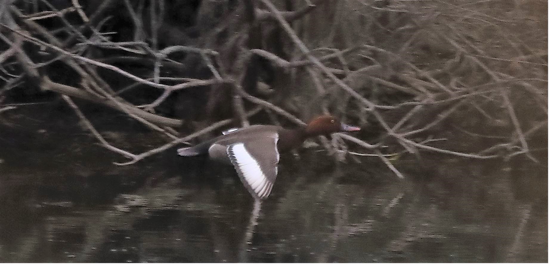 fistone turco 20-04-2022