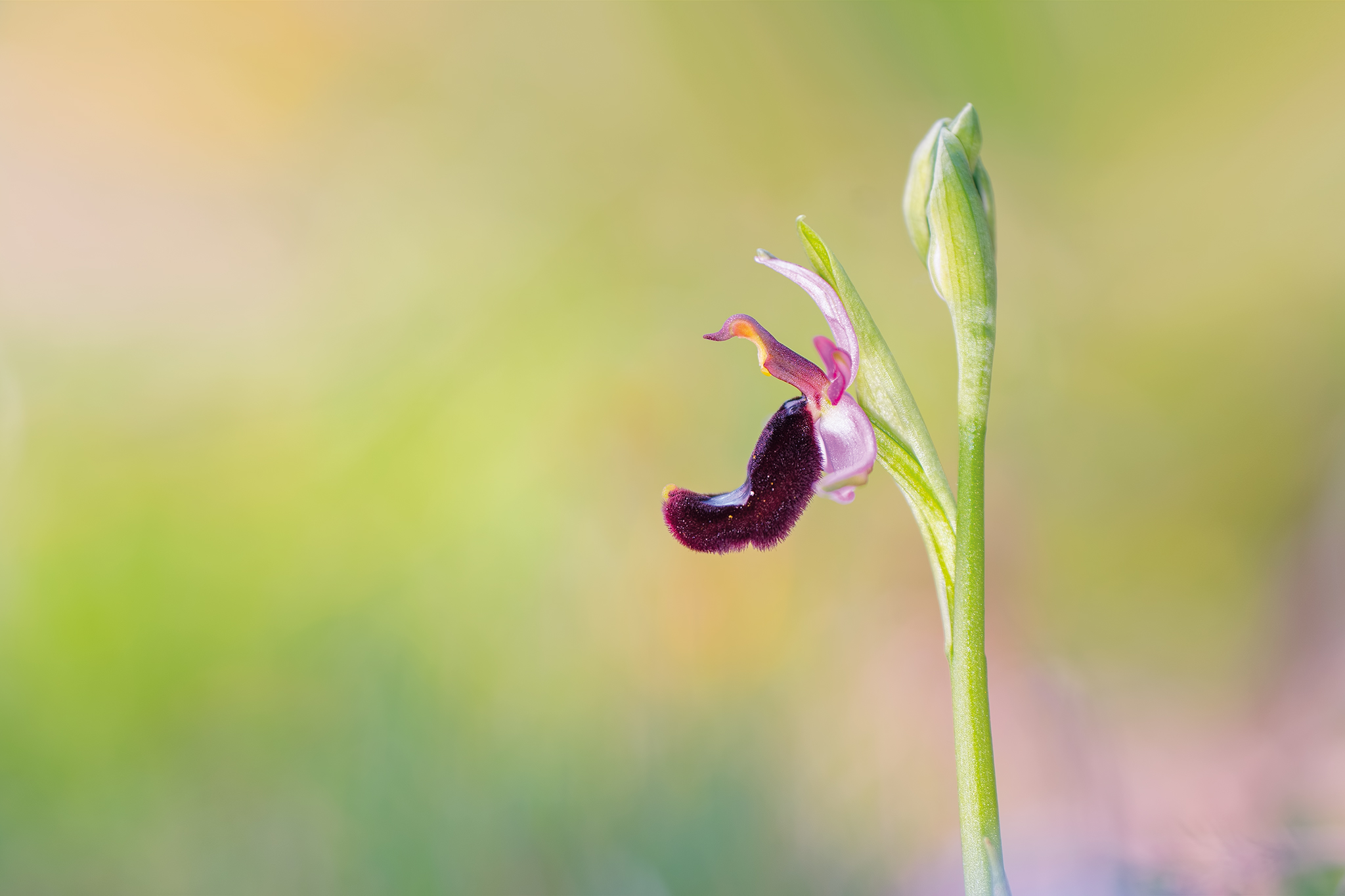 Ophrys bertolonii