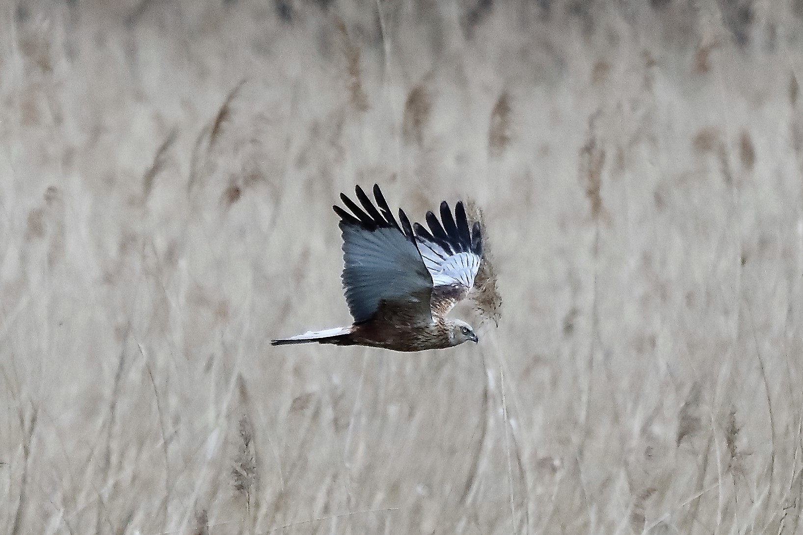 marsh harrier 04-04-2022