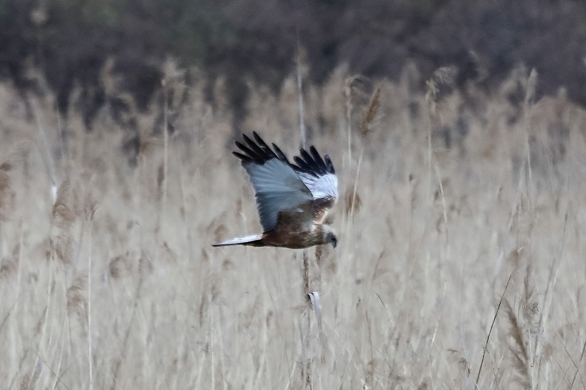 falco di palude 04-04-2022