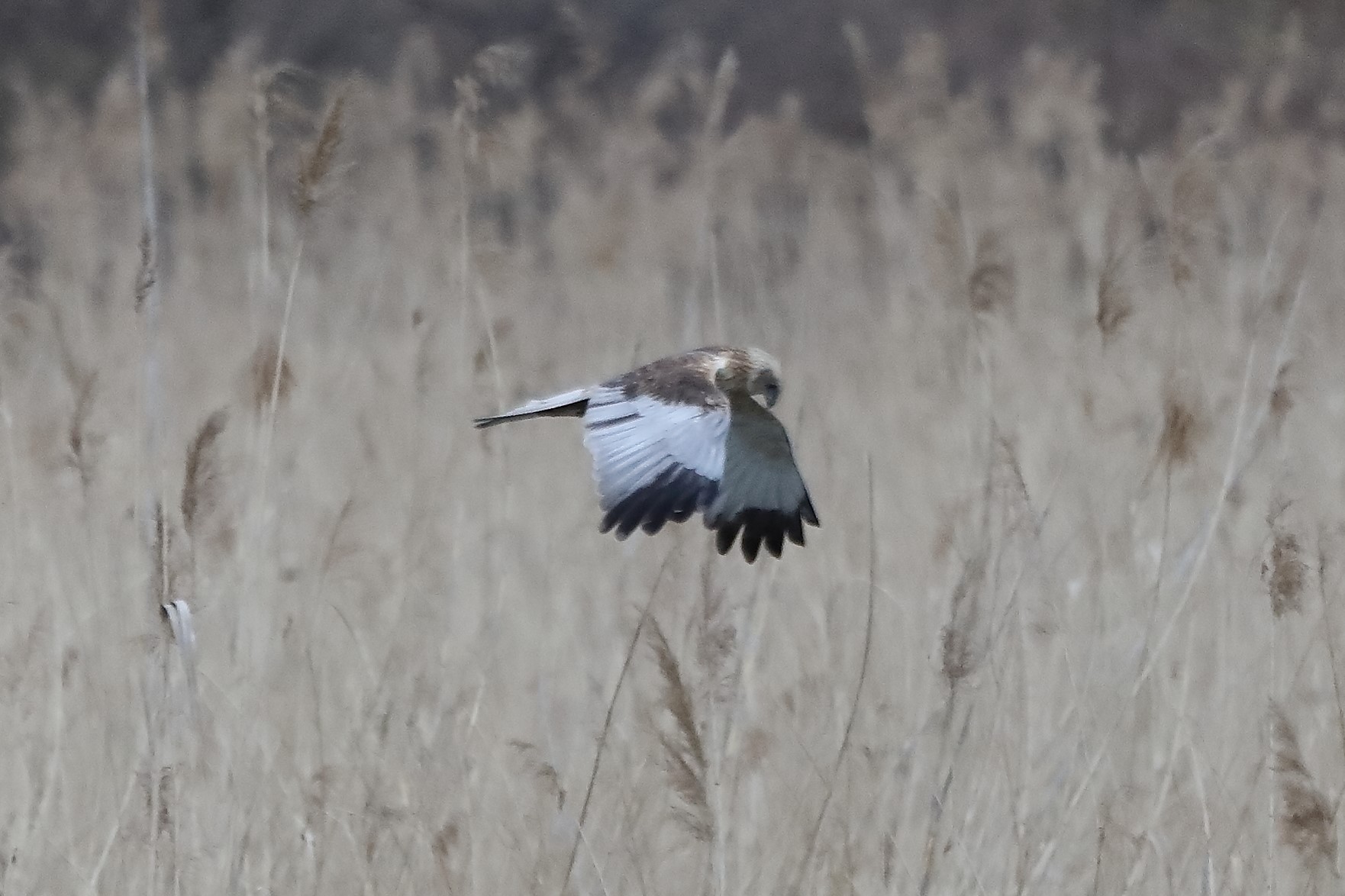 falco di palude 04-04-2022