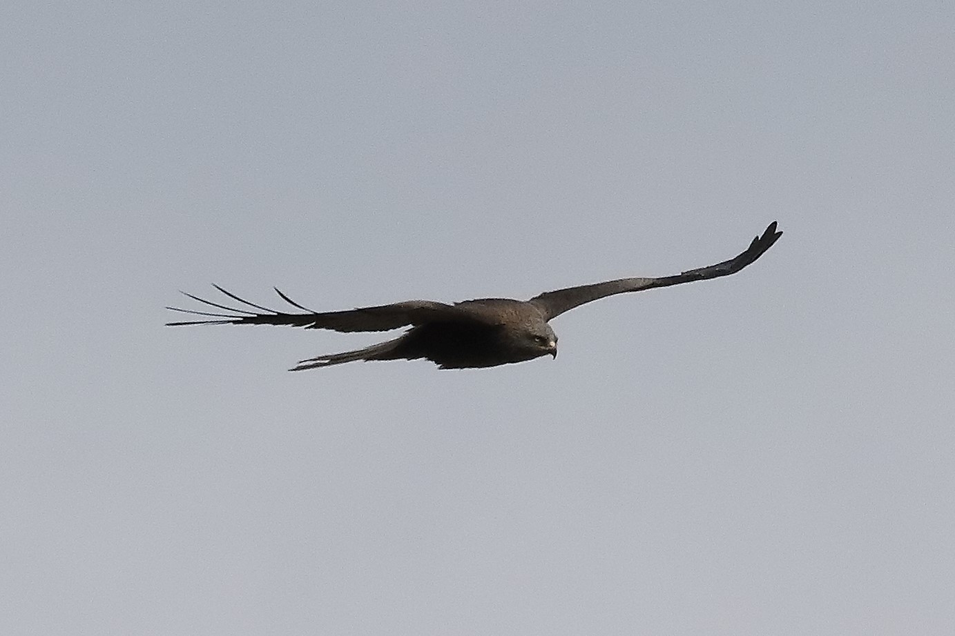 Black kite 04-04-2022