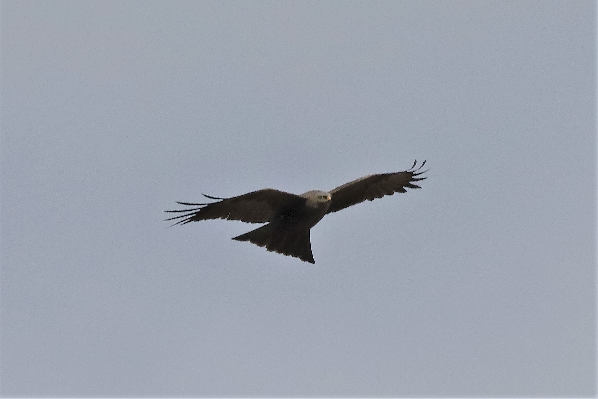 Black kite 04-04-2022
