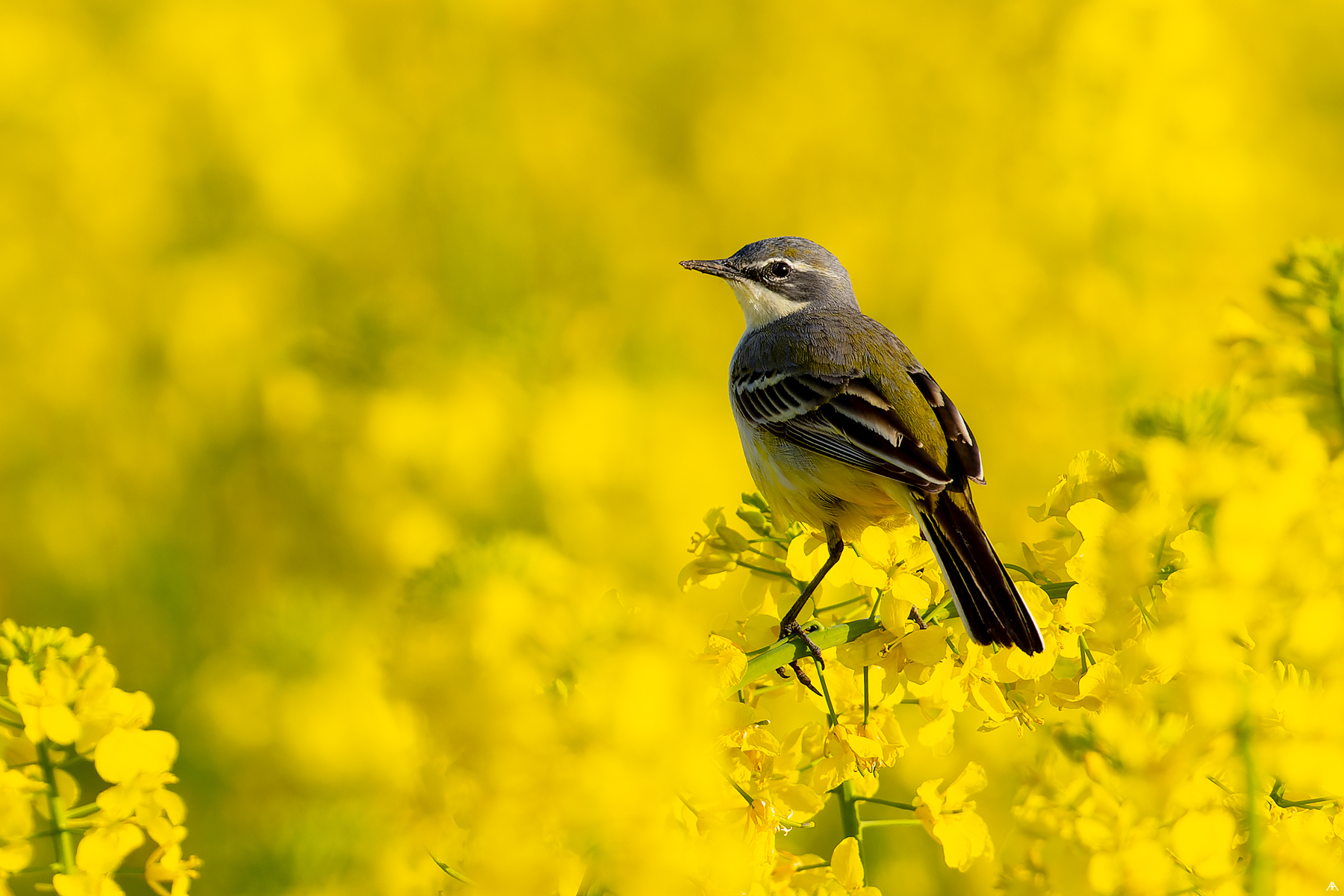 Motacilla flava