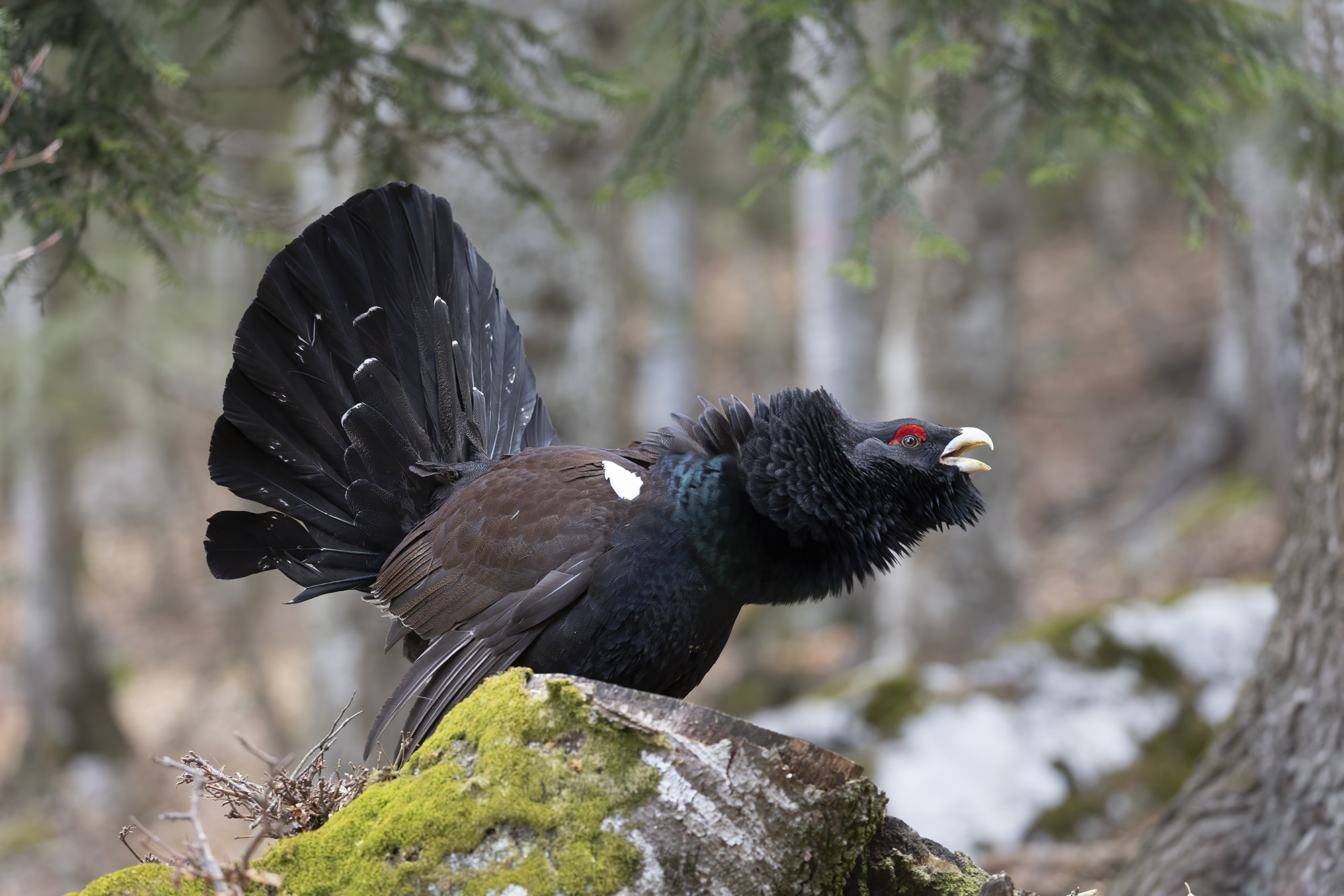 gallo cedrone al canto