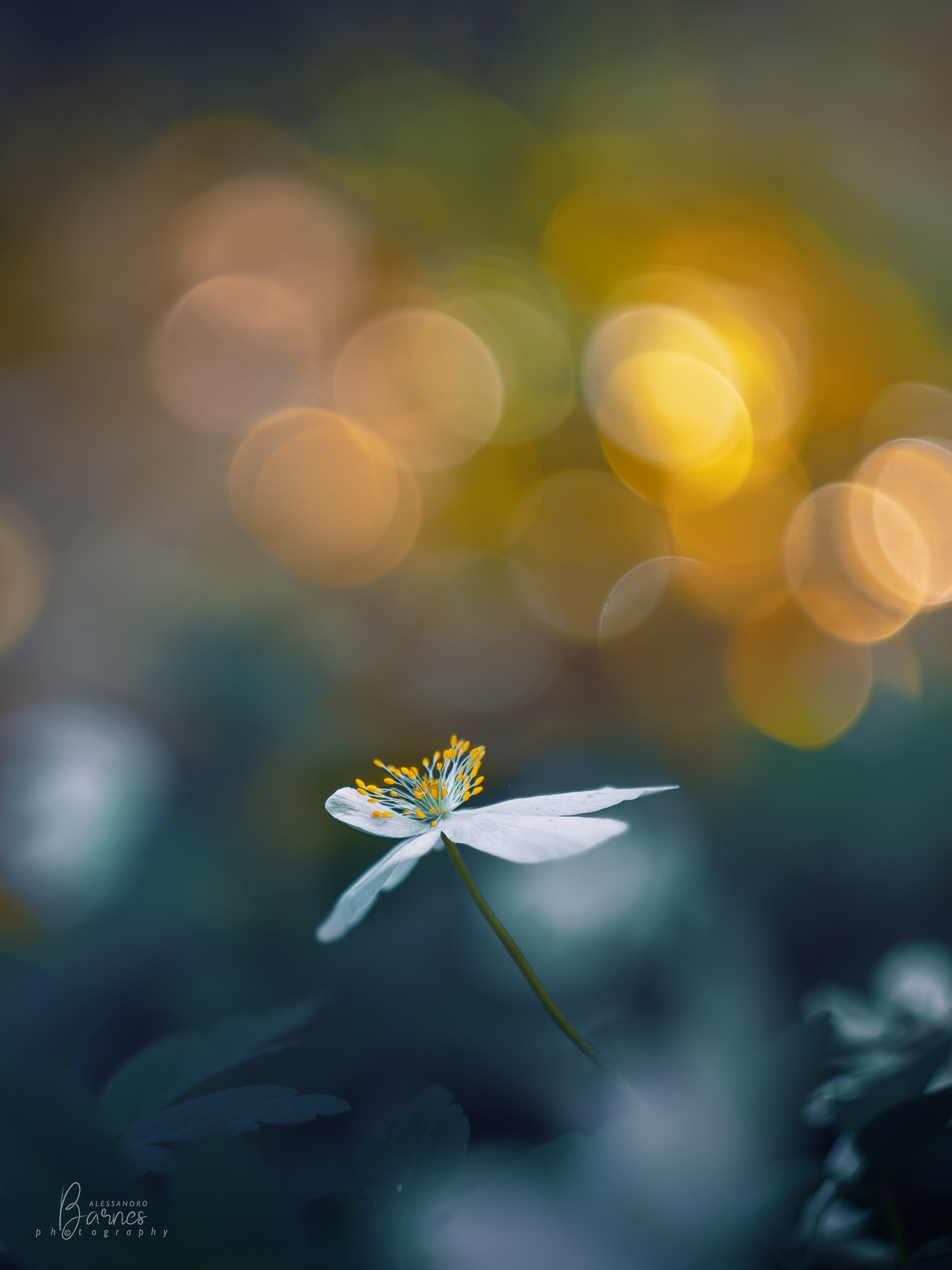 Anemone Sylvestris vintage lens