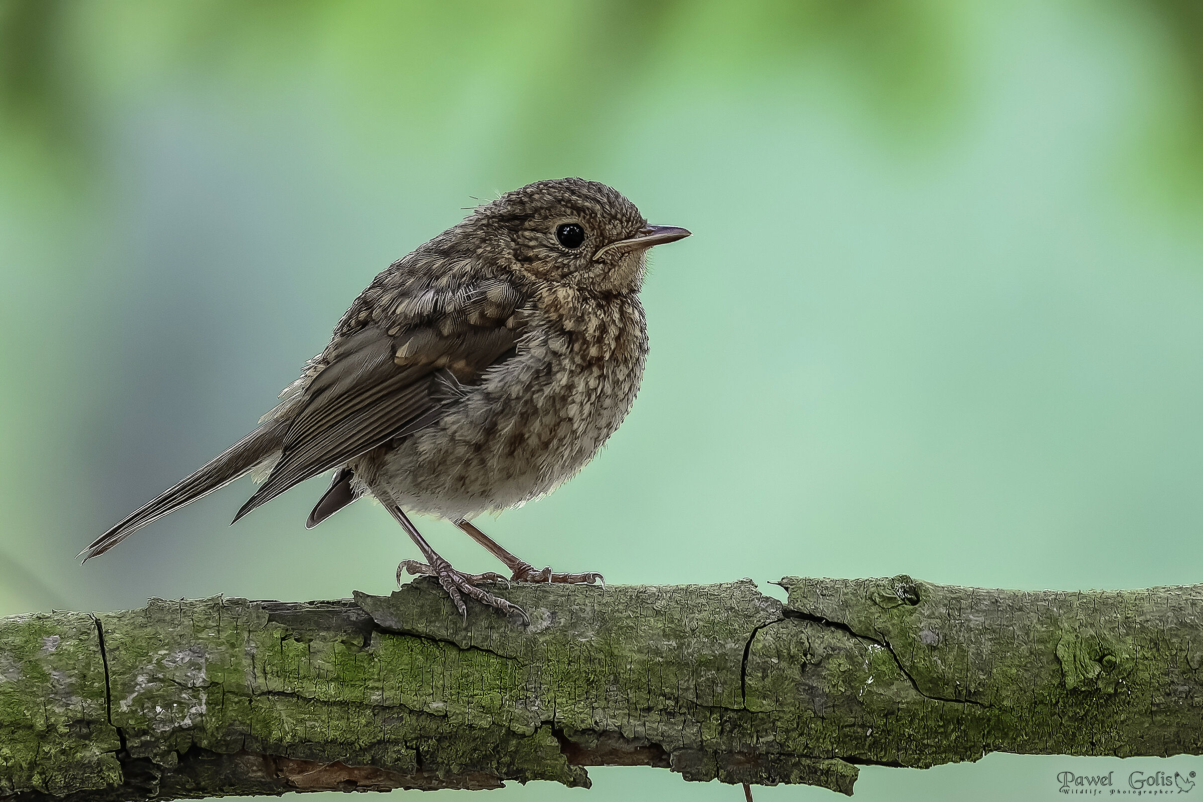 Pettirosso giovanile (Erithacus rubecula)