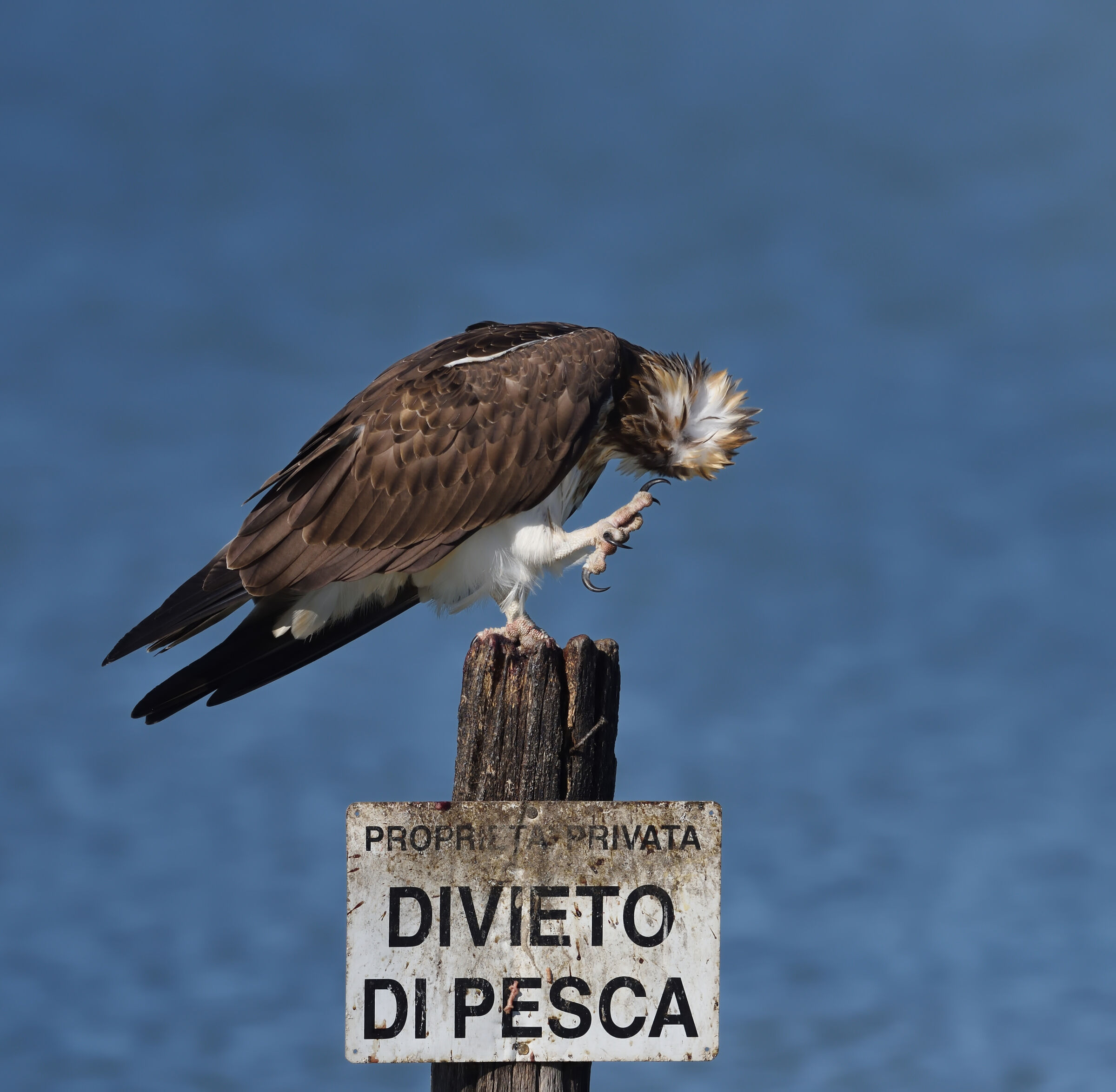 The scratch of the osprey