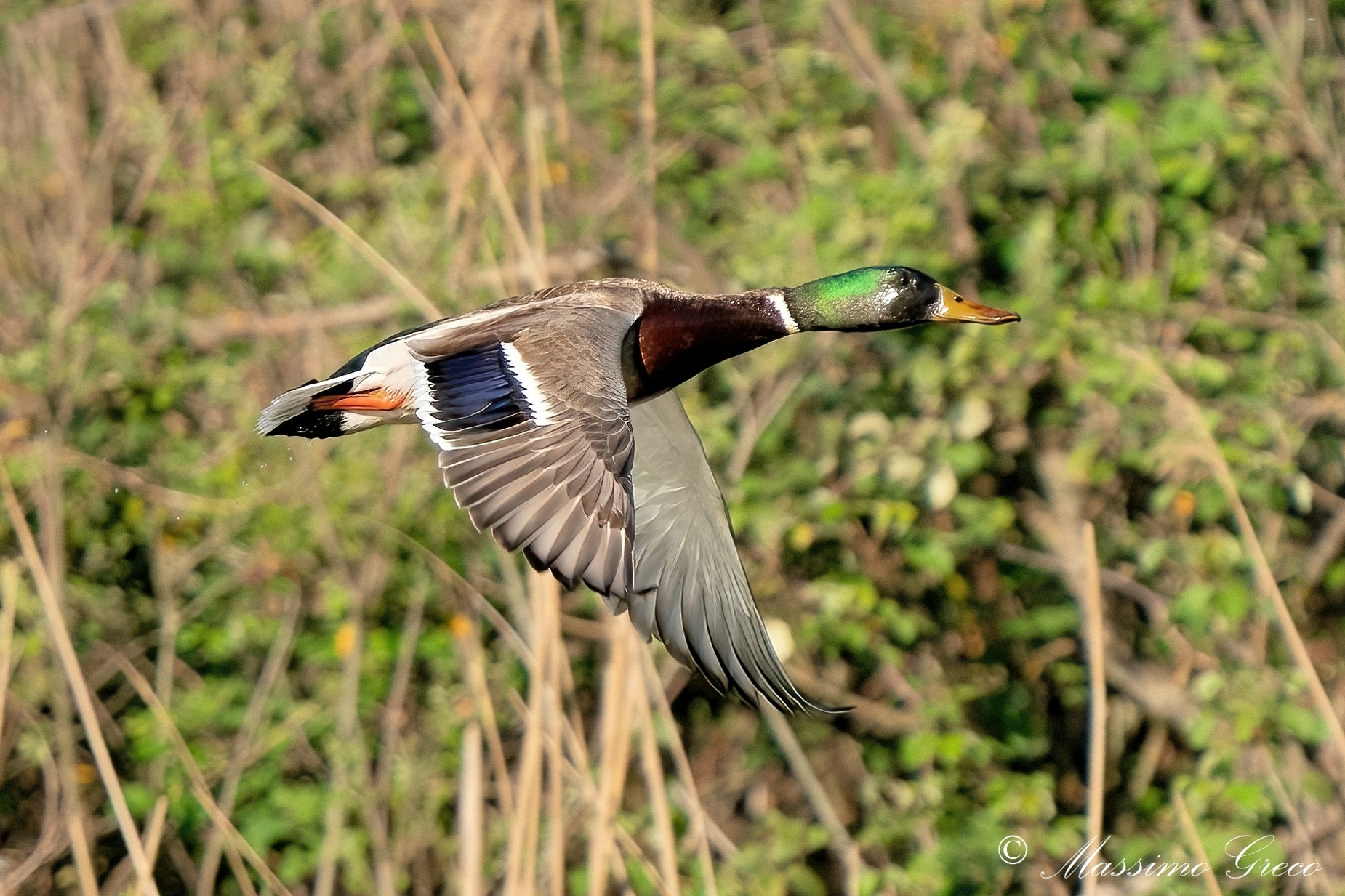 Germano reale (Anas platyrhynchos)