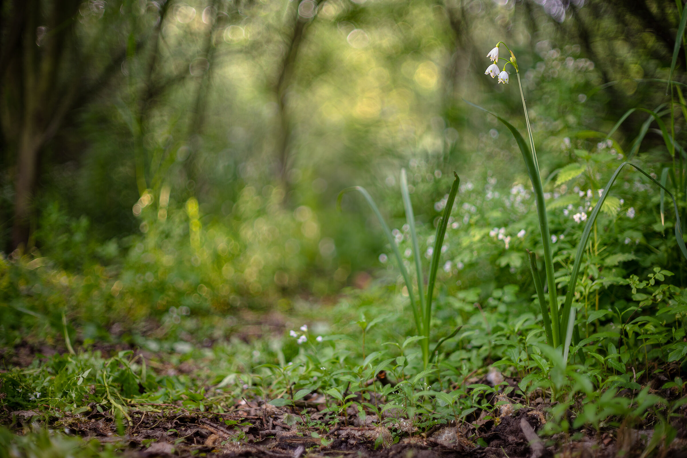 Leucojum Aestivum