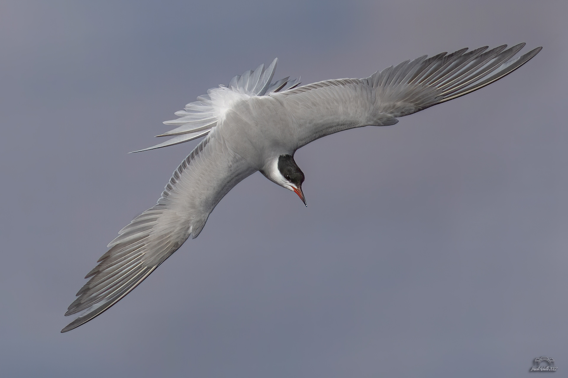 Tern