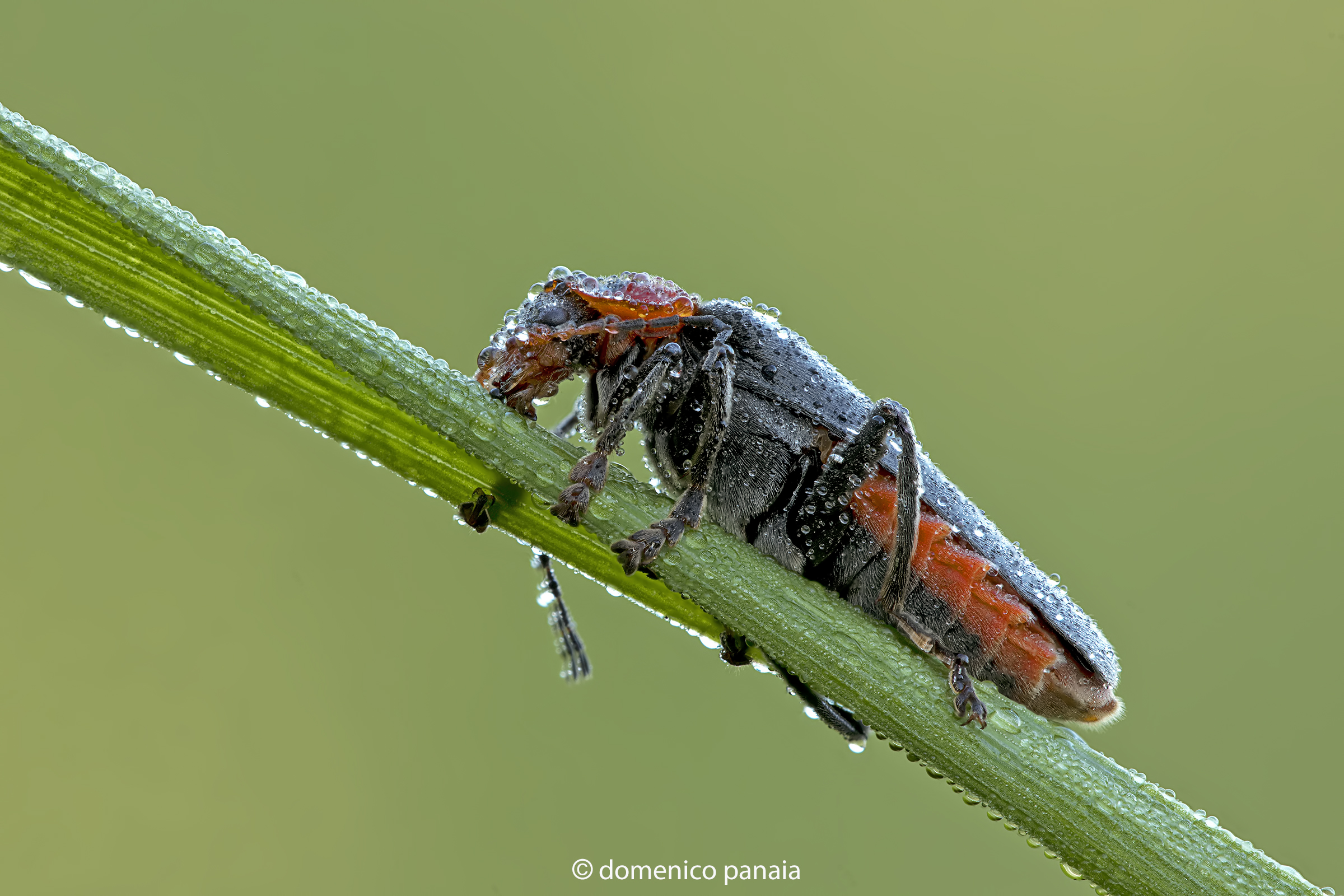 Cantharis fusca