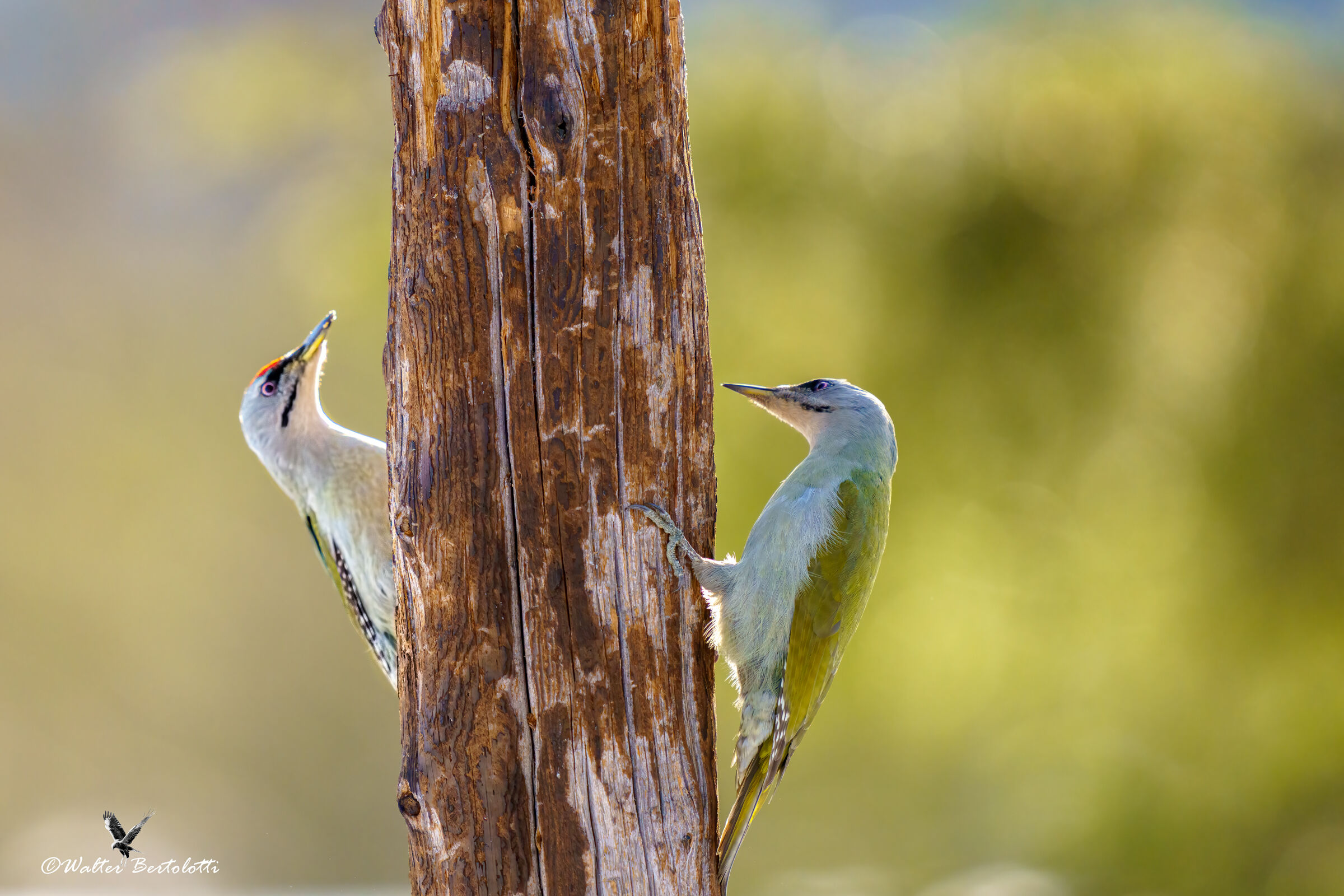 GREY-HEADED WOODPECKER